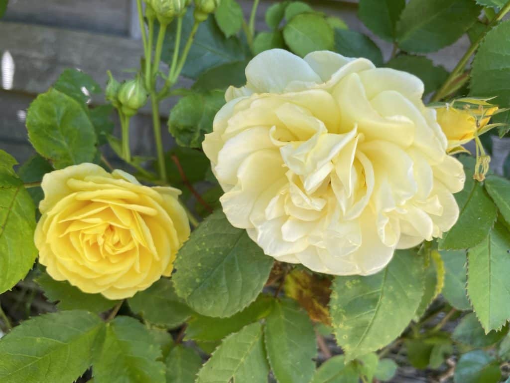 zwei gelbe Rosen