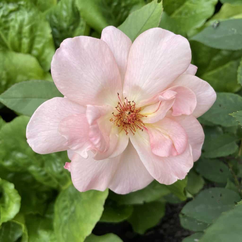 weiß-rosa Blüte
