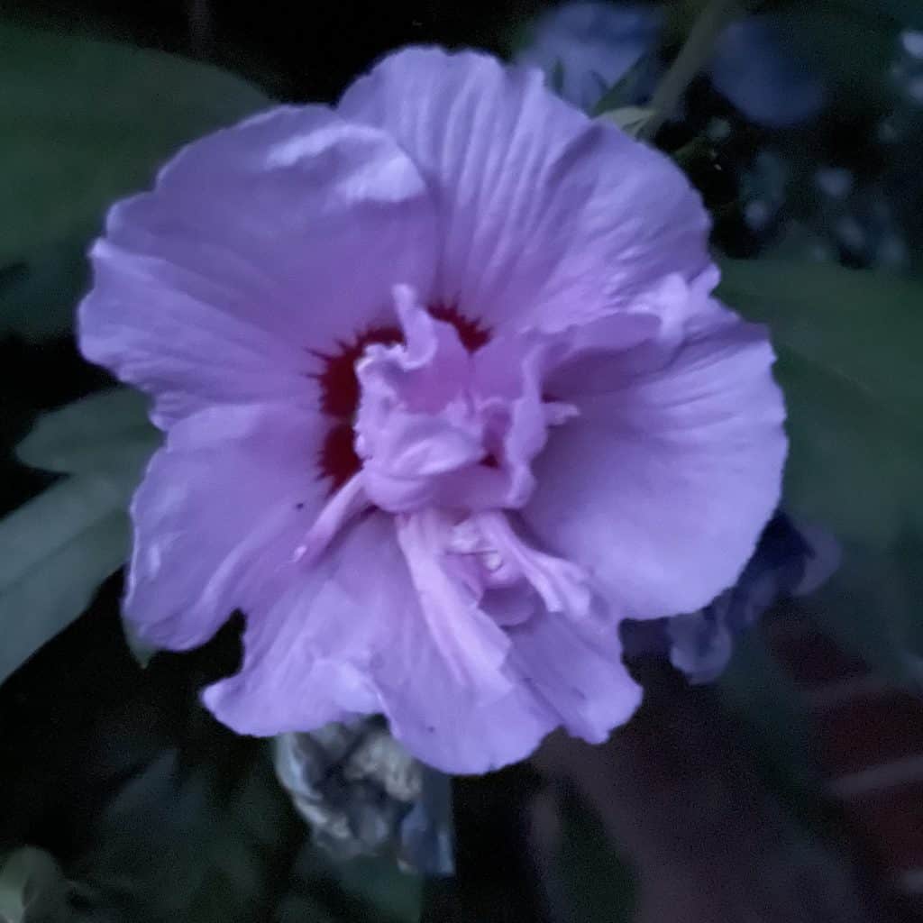 lila Blüte im Dunkeln