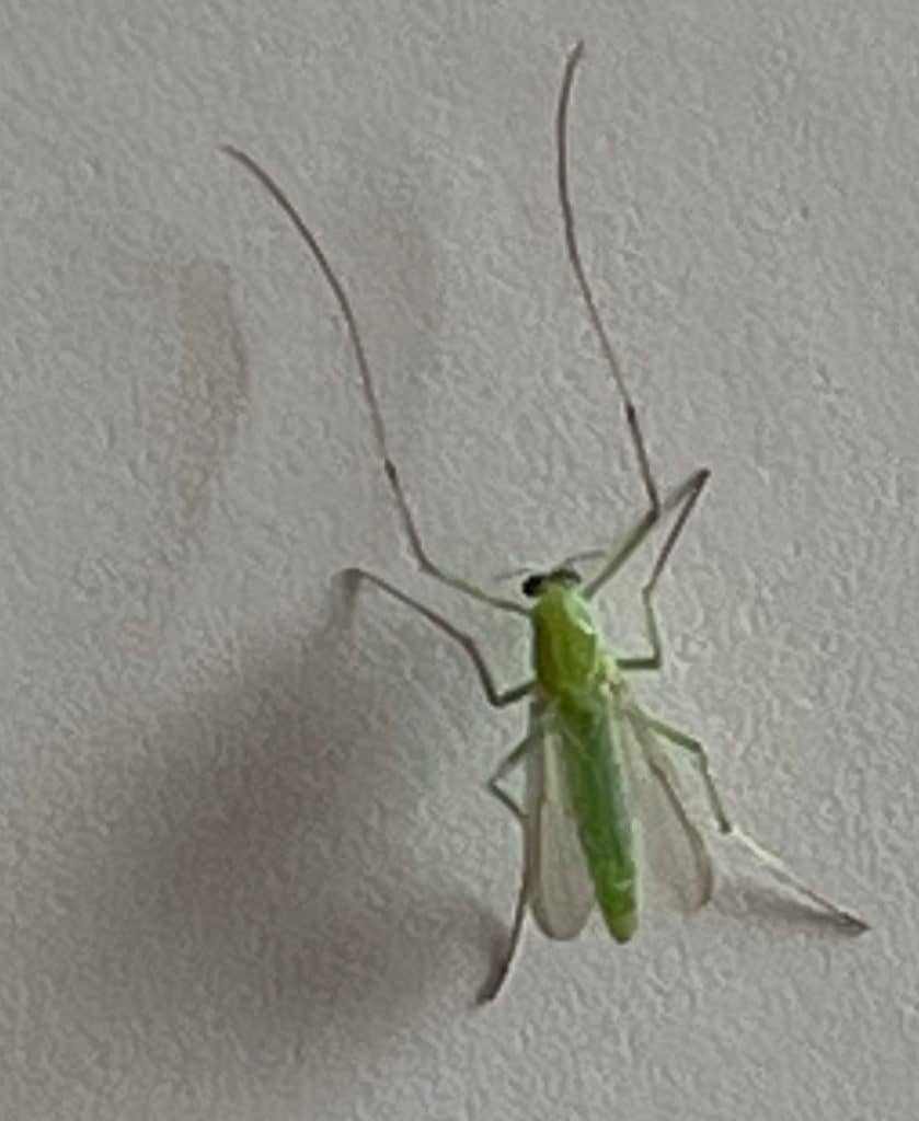 grünes insekt auf weißer Tür