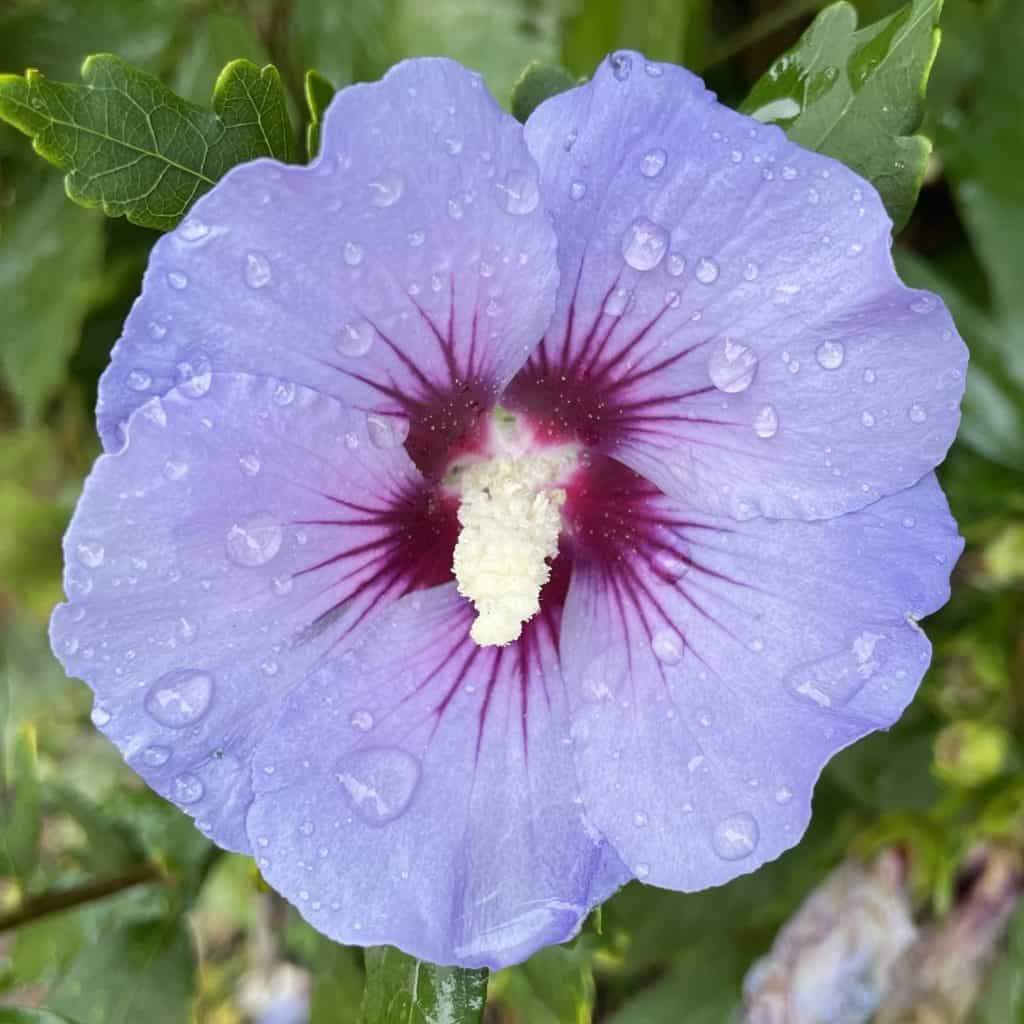 blaue, regennasse Blüte