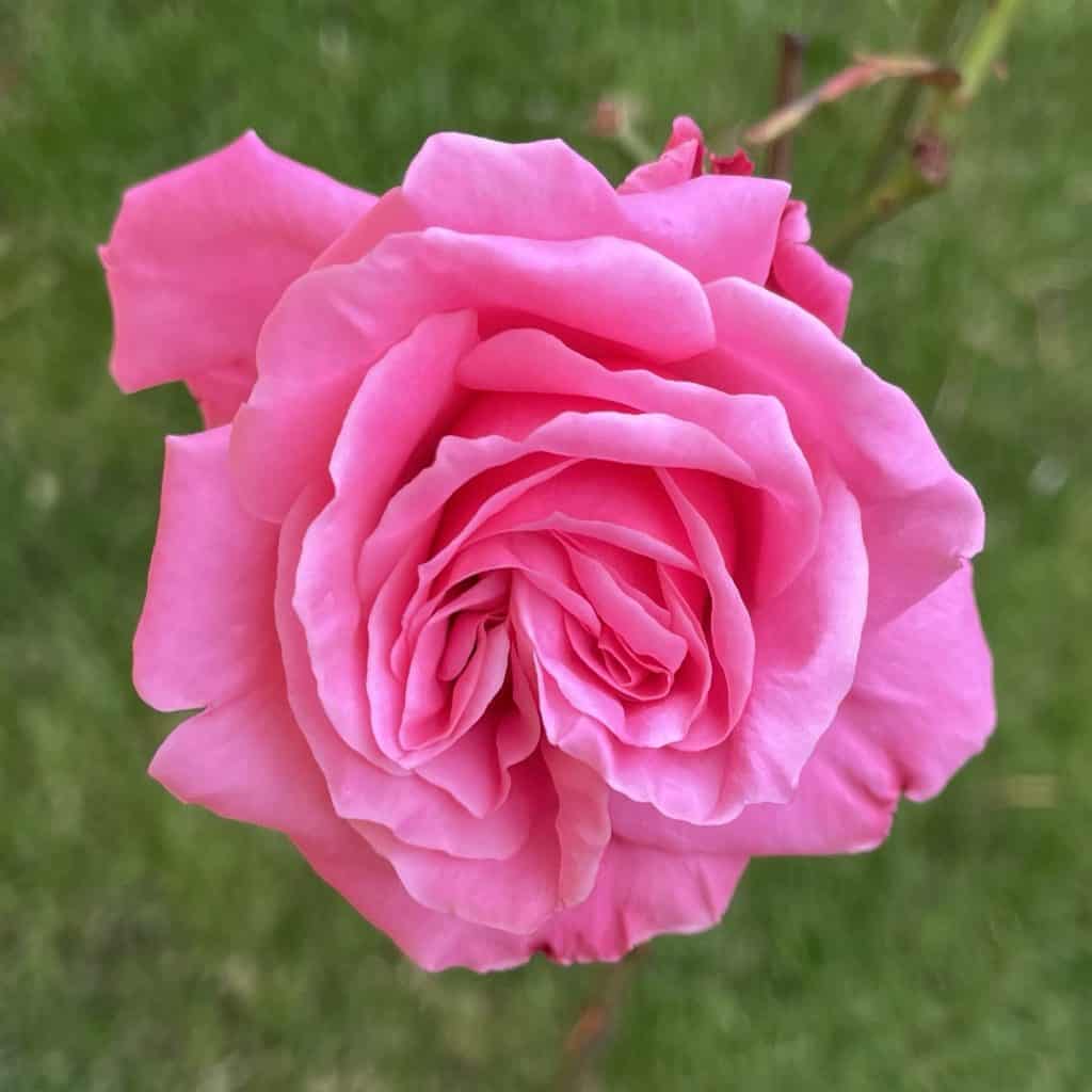 rosane Rosenblüte
