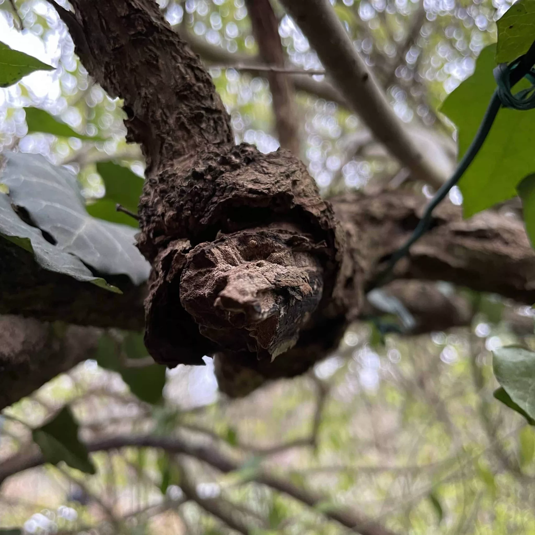 wilder Wein im Schrebergarten