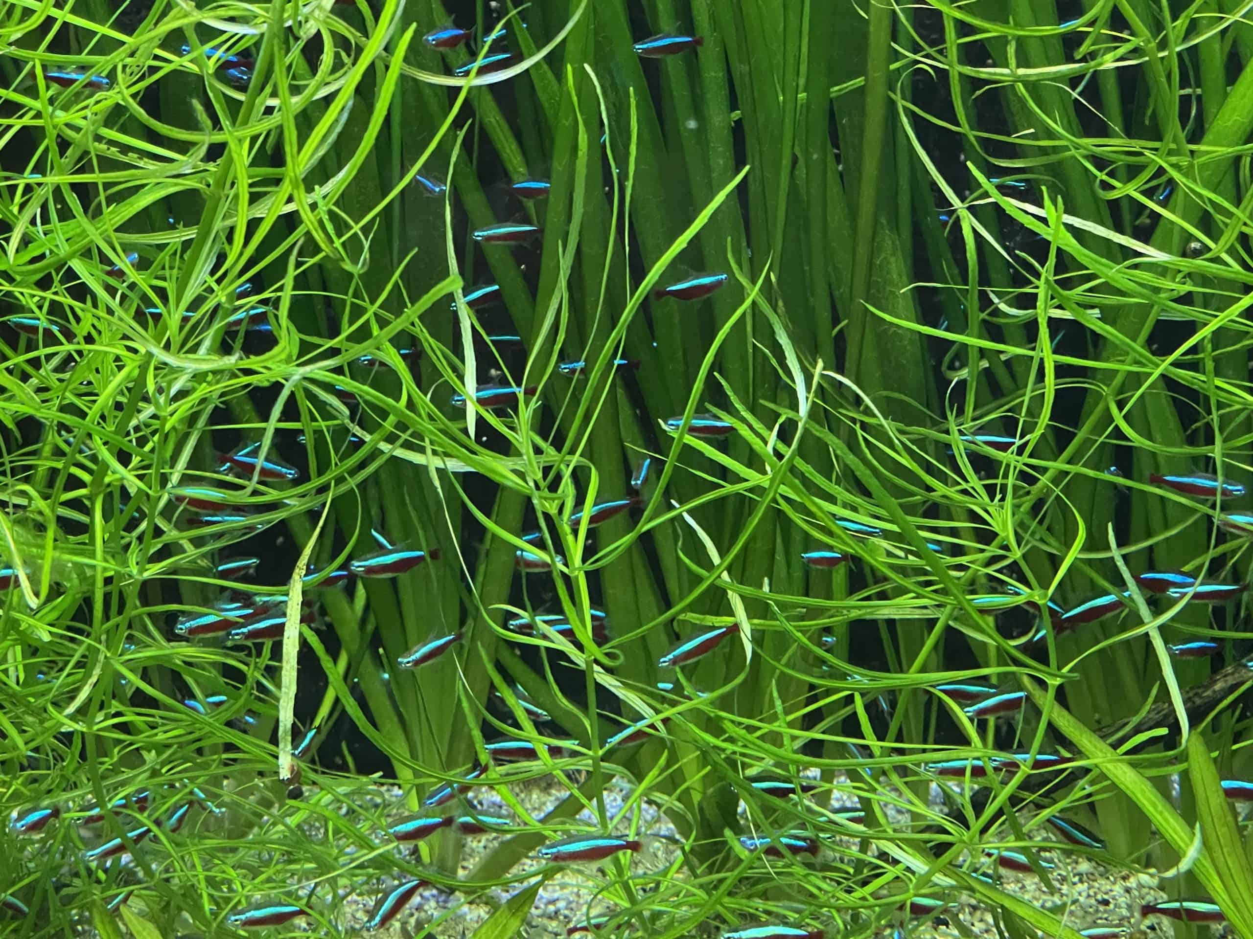 Aquarium mit kleinen farbigen Fischen