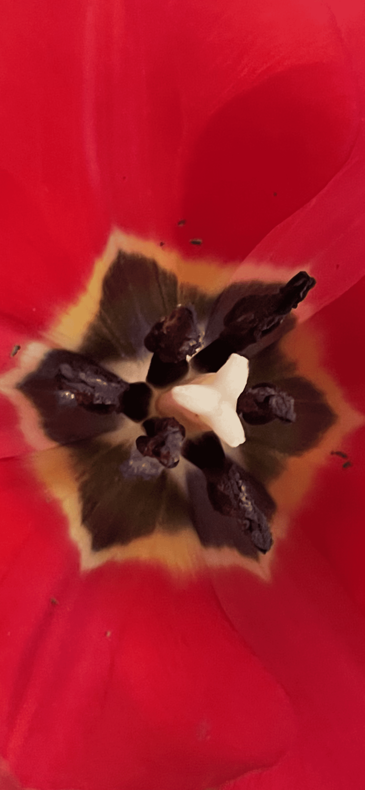 Nahsicht Stempel einer Tulpe