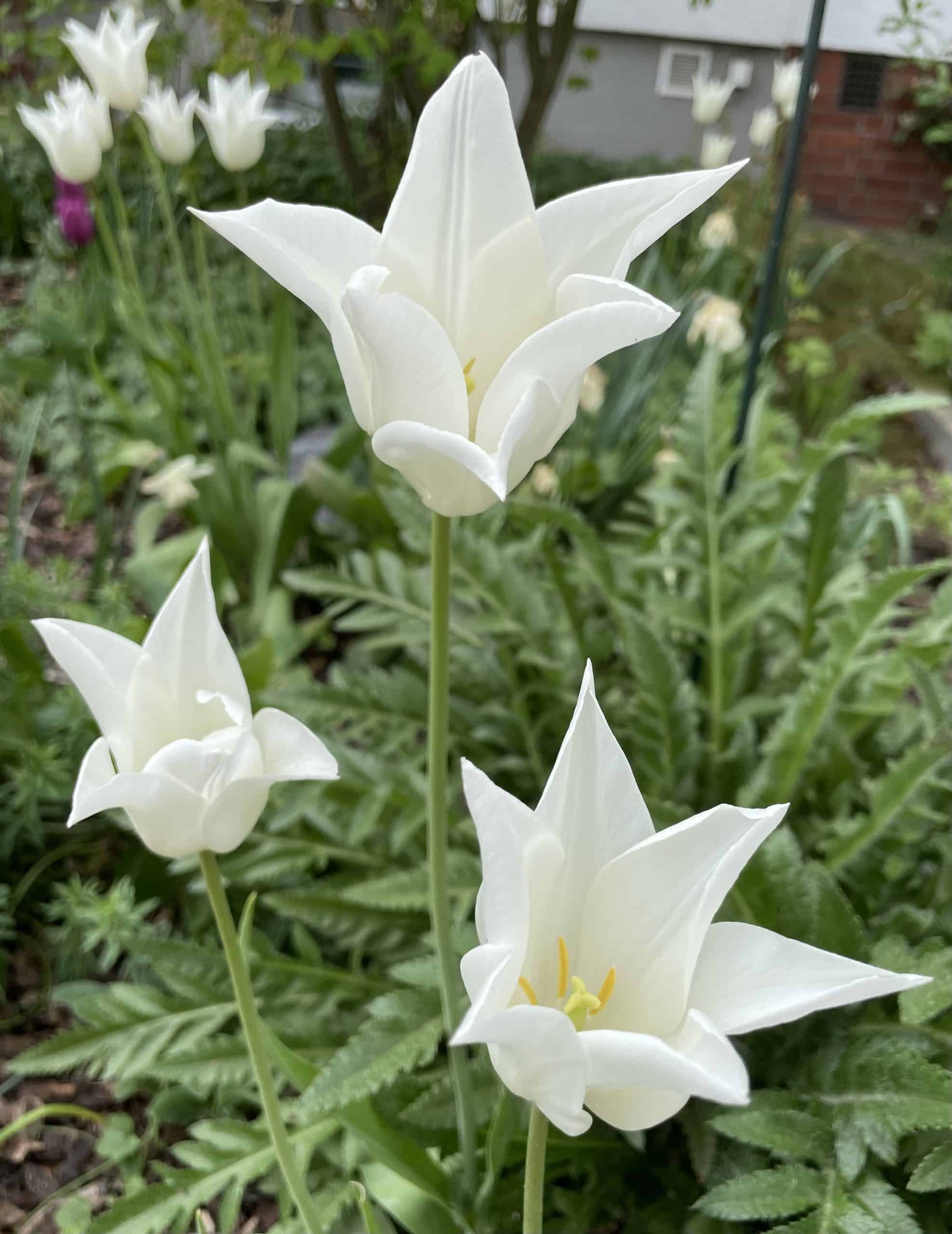 weiße spitze Tulpen