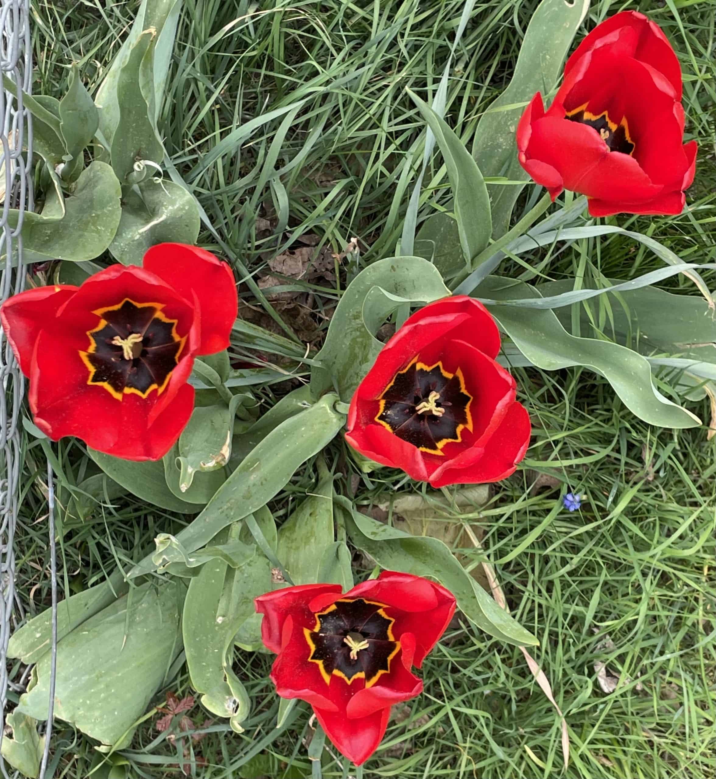 rote Tulpen von oben