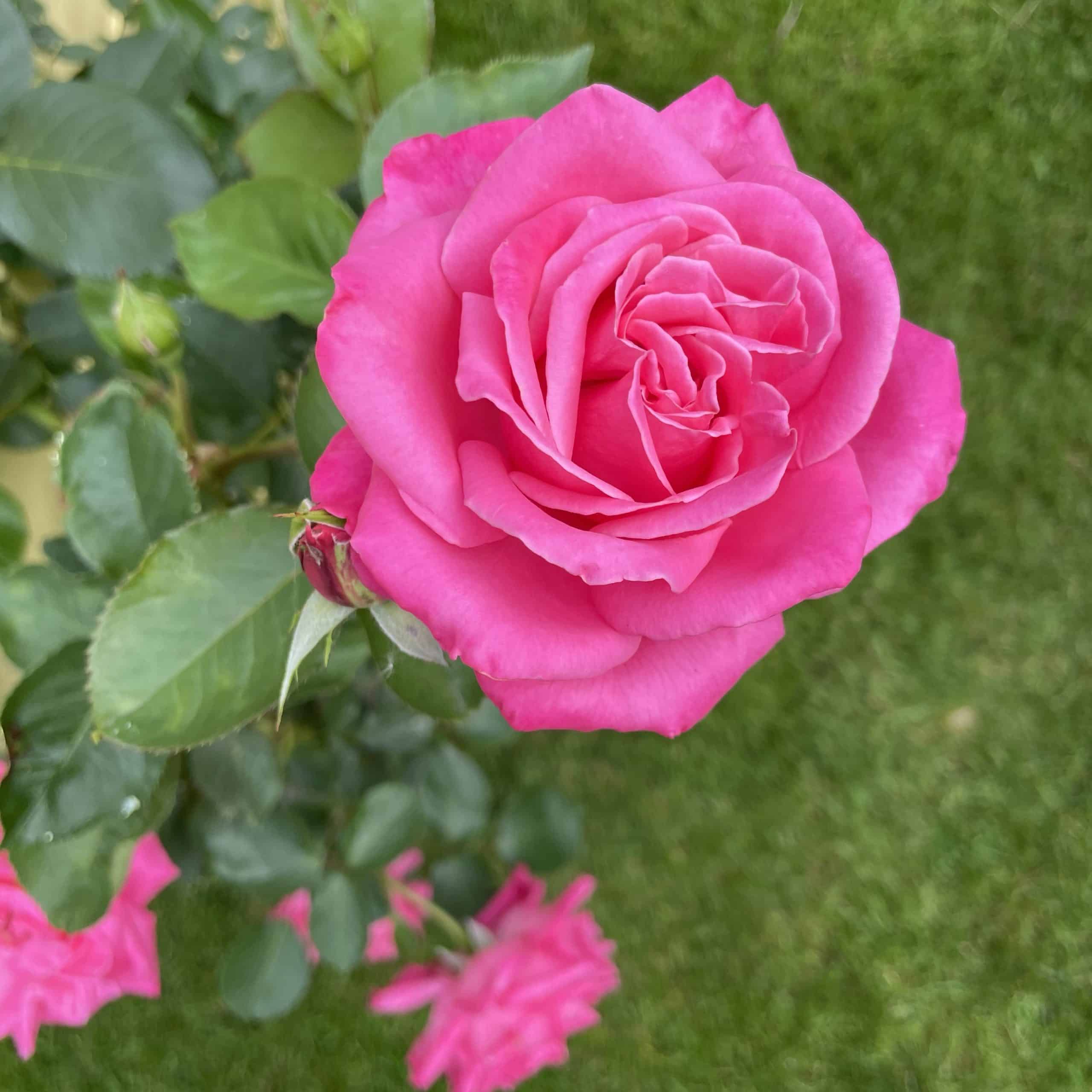 pinkfarbene Rose