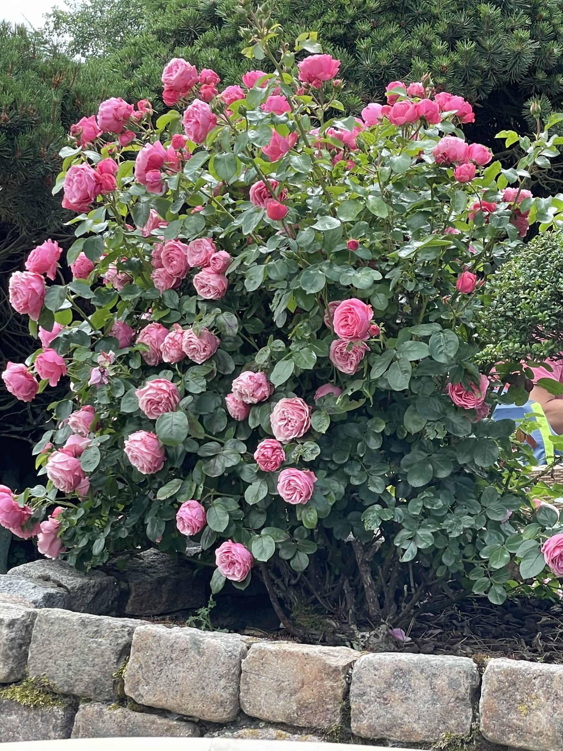 rosa Rosenstrauß