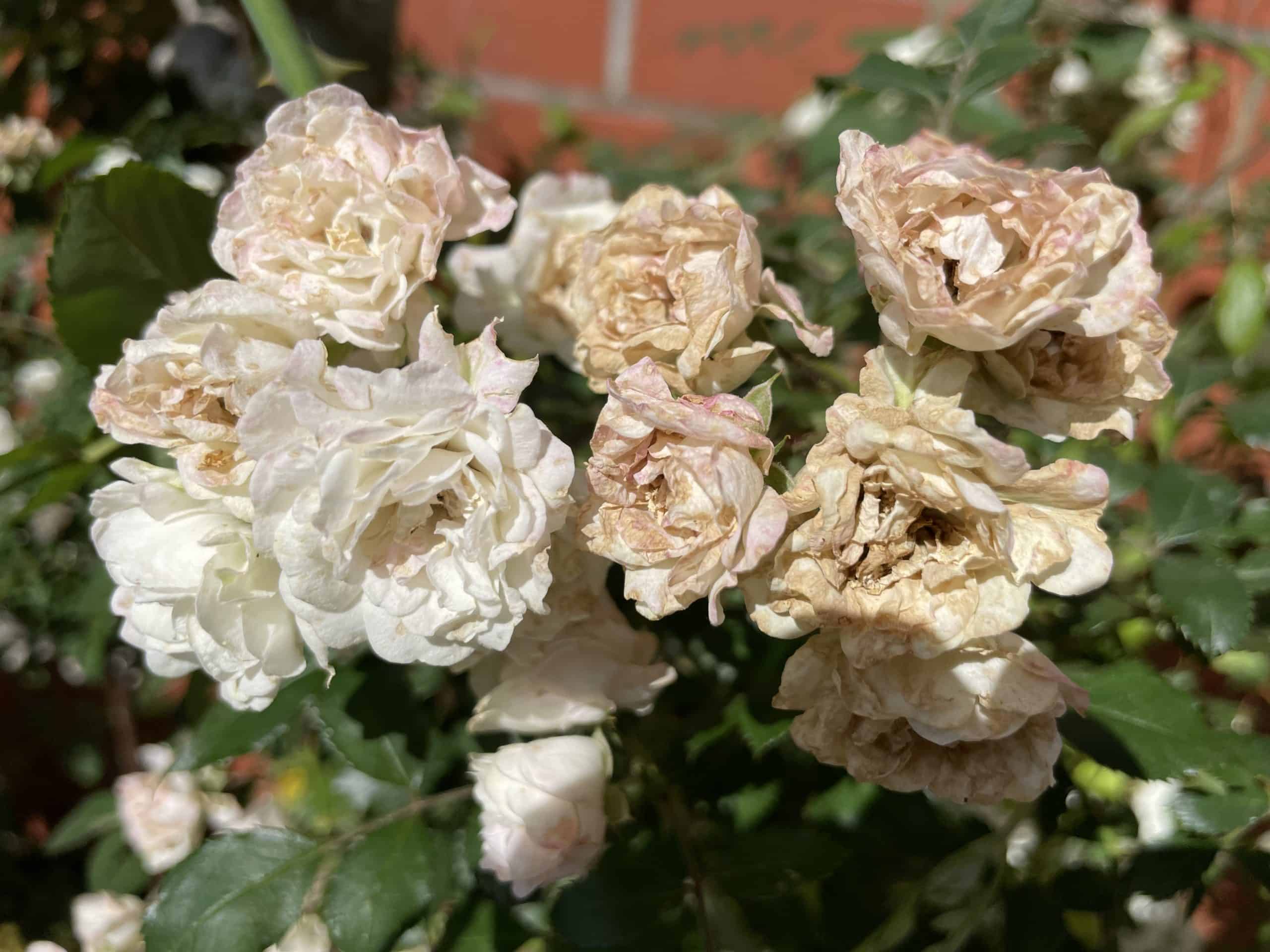 weiß-cremig blühende Rosen