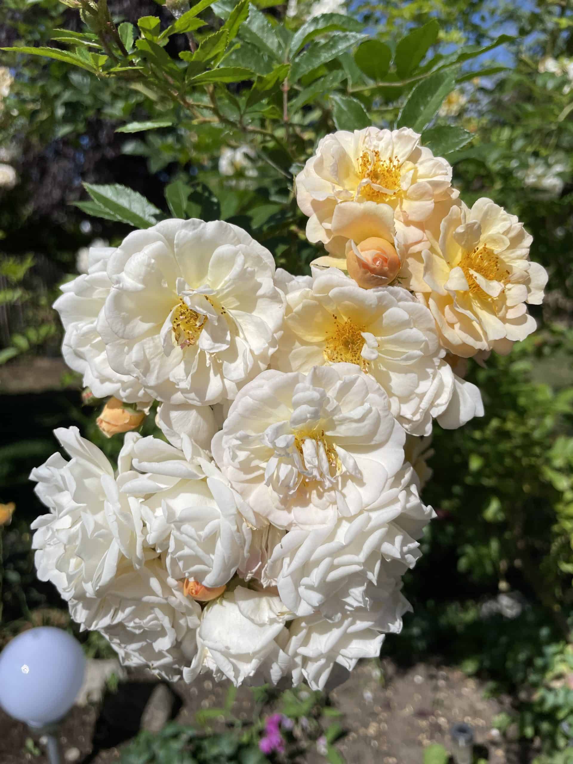 zart gelb blühende Rosen