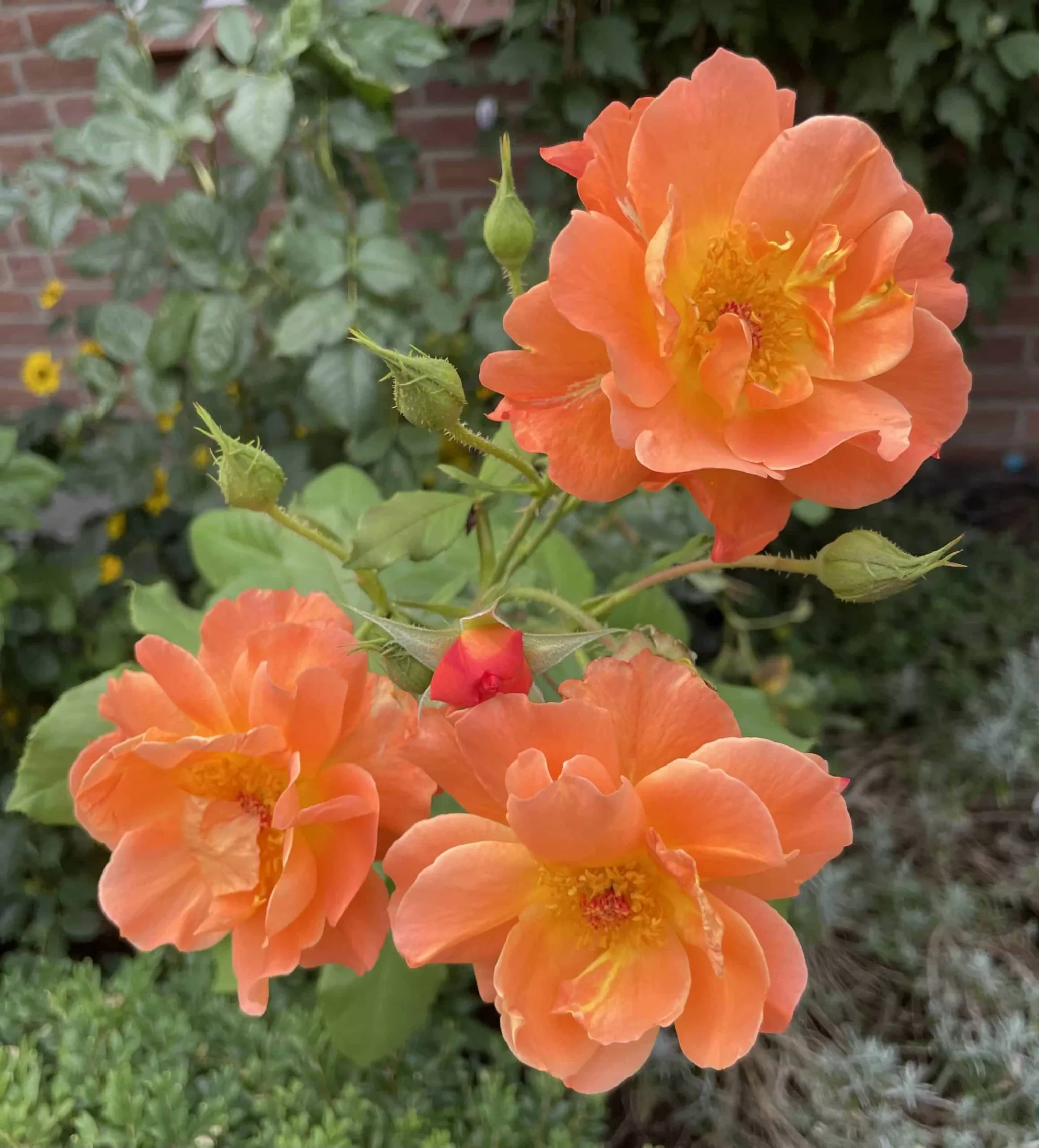 drei Westerlandrosen am Strauch