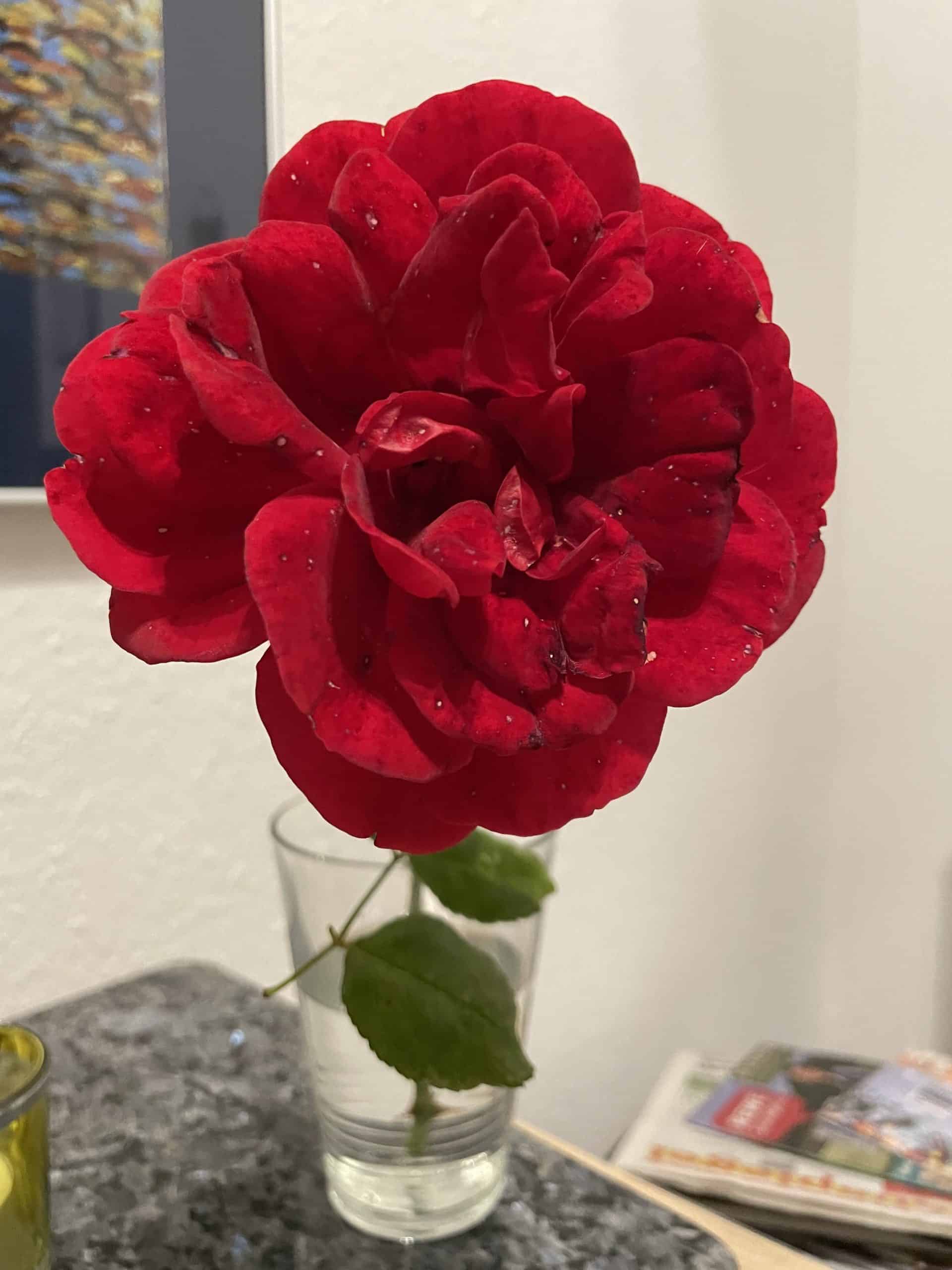 Rote Rose in Vase