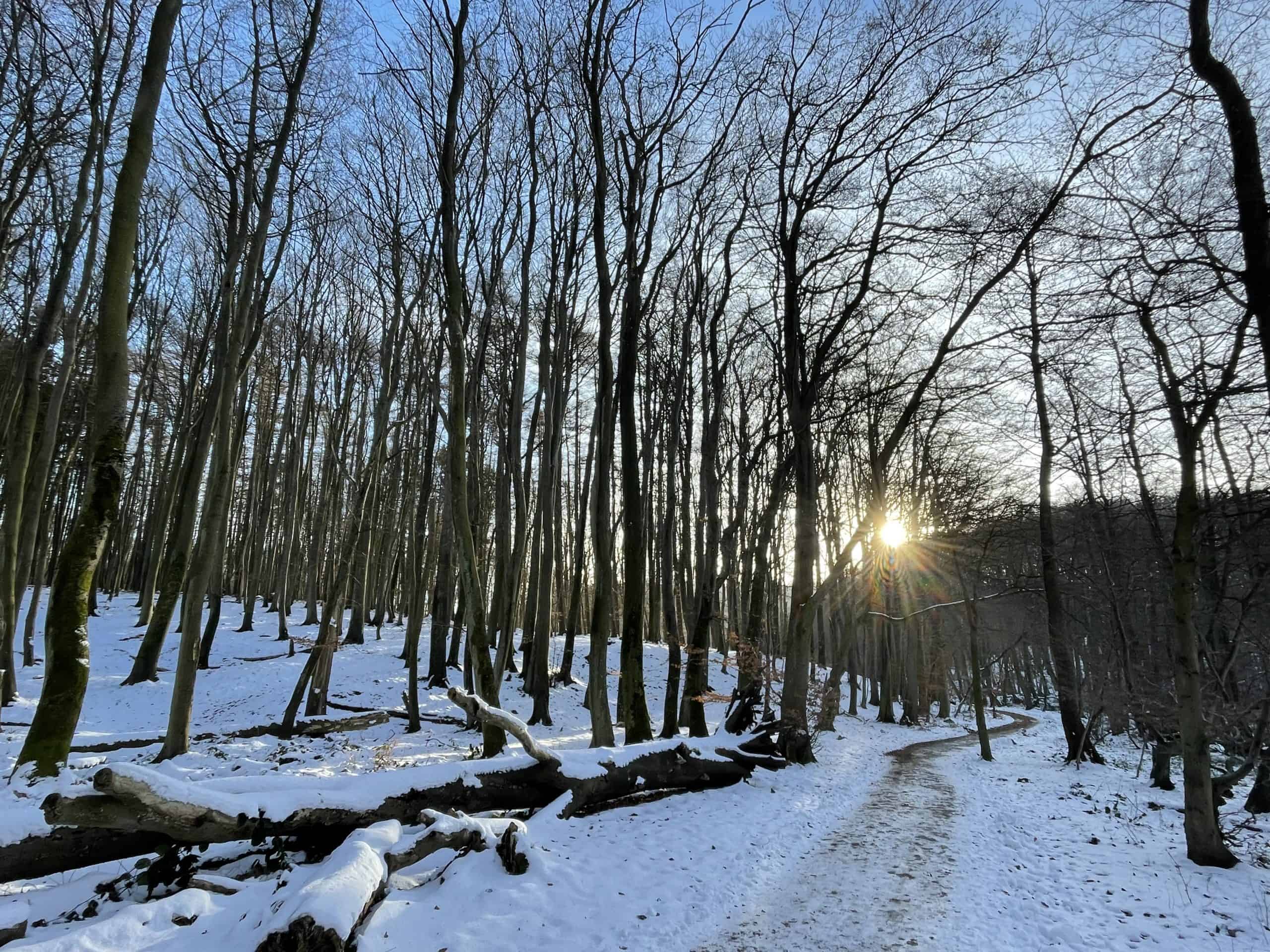 verschneiter Weg durch den Wald