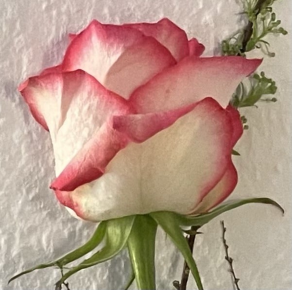 weiße Rose mit pinken Blütenblätterspitzen