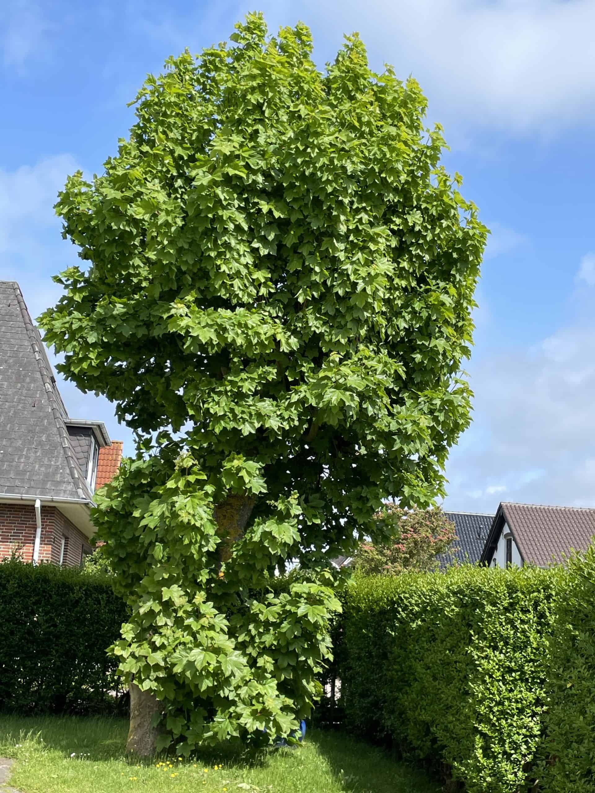 Baum bei Ferienwohnung in Westerland