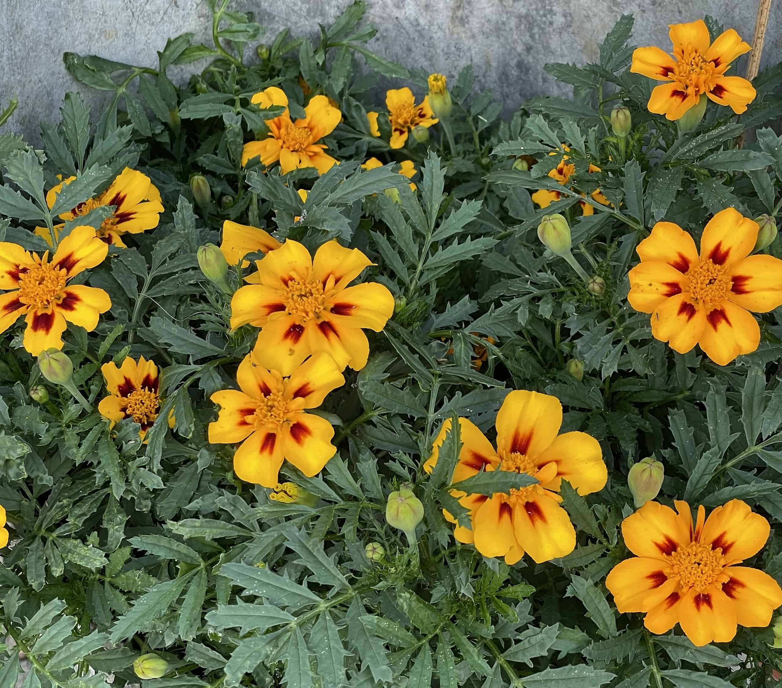 gelb-orange-rot blühnde Blumen im Topf