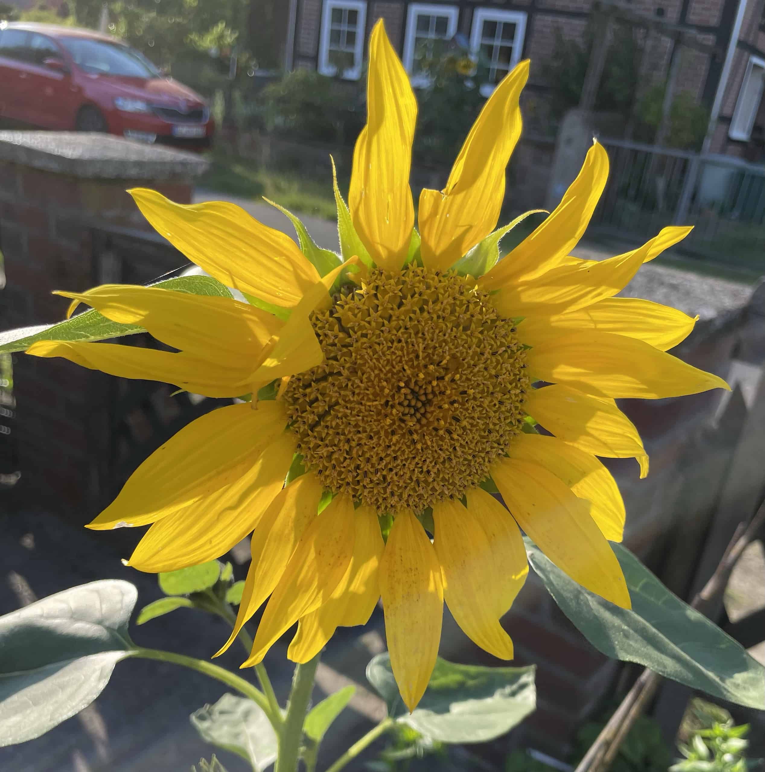 große blühende Sonnenblume