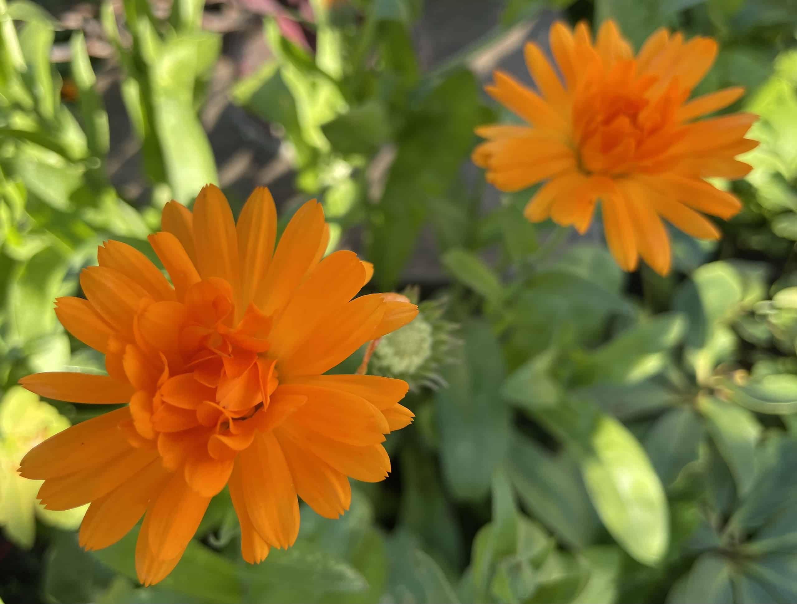 orange blühende Blumen