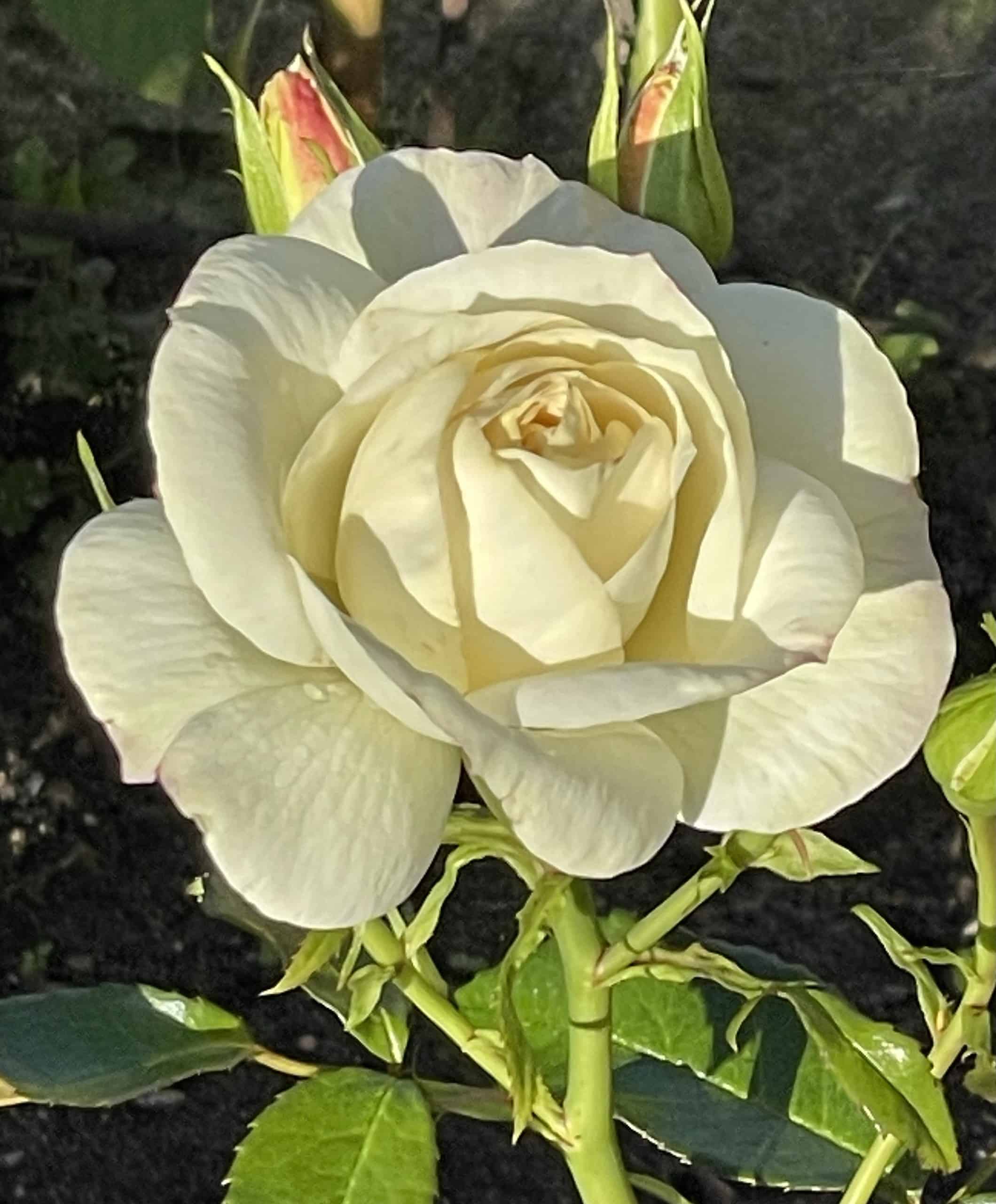 zart gelb blühende Rose