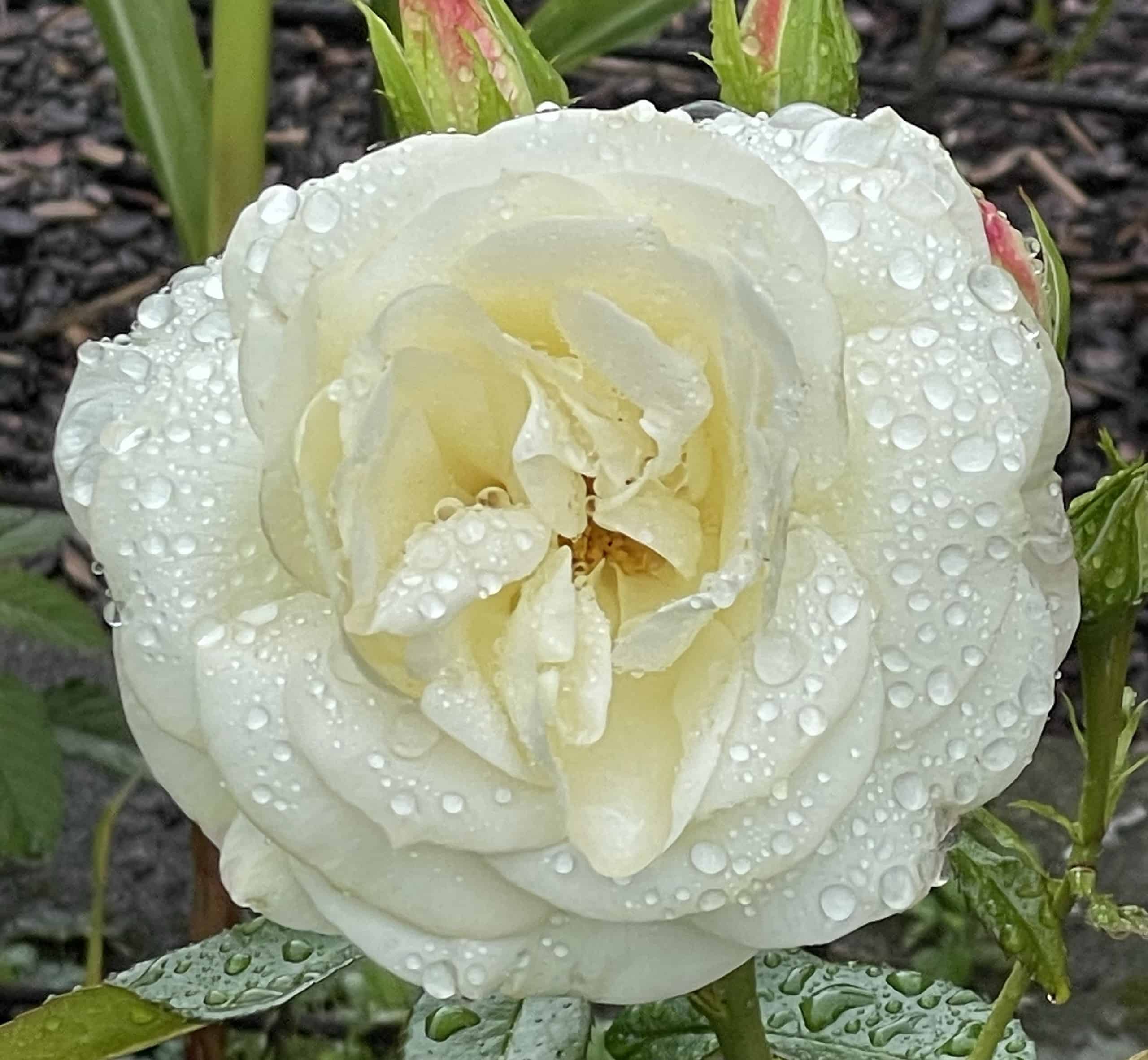 Eine weiße Rose übersäet mit Regentropfen.