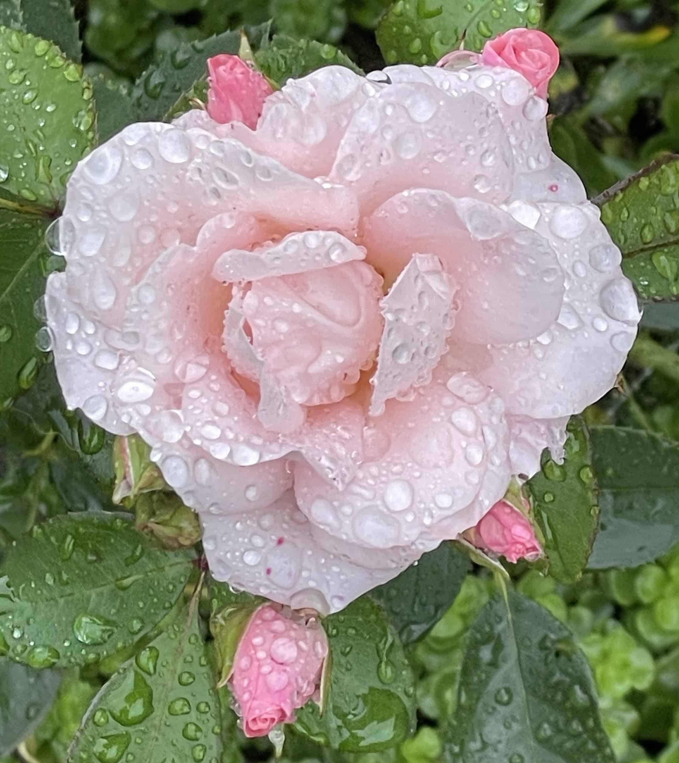 Eine rosa Rose übersäet mit Regentropfen.