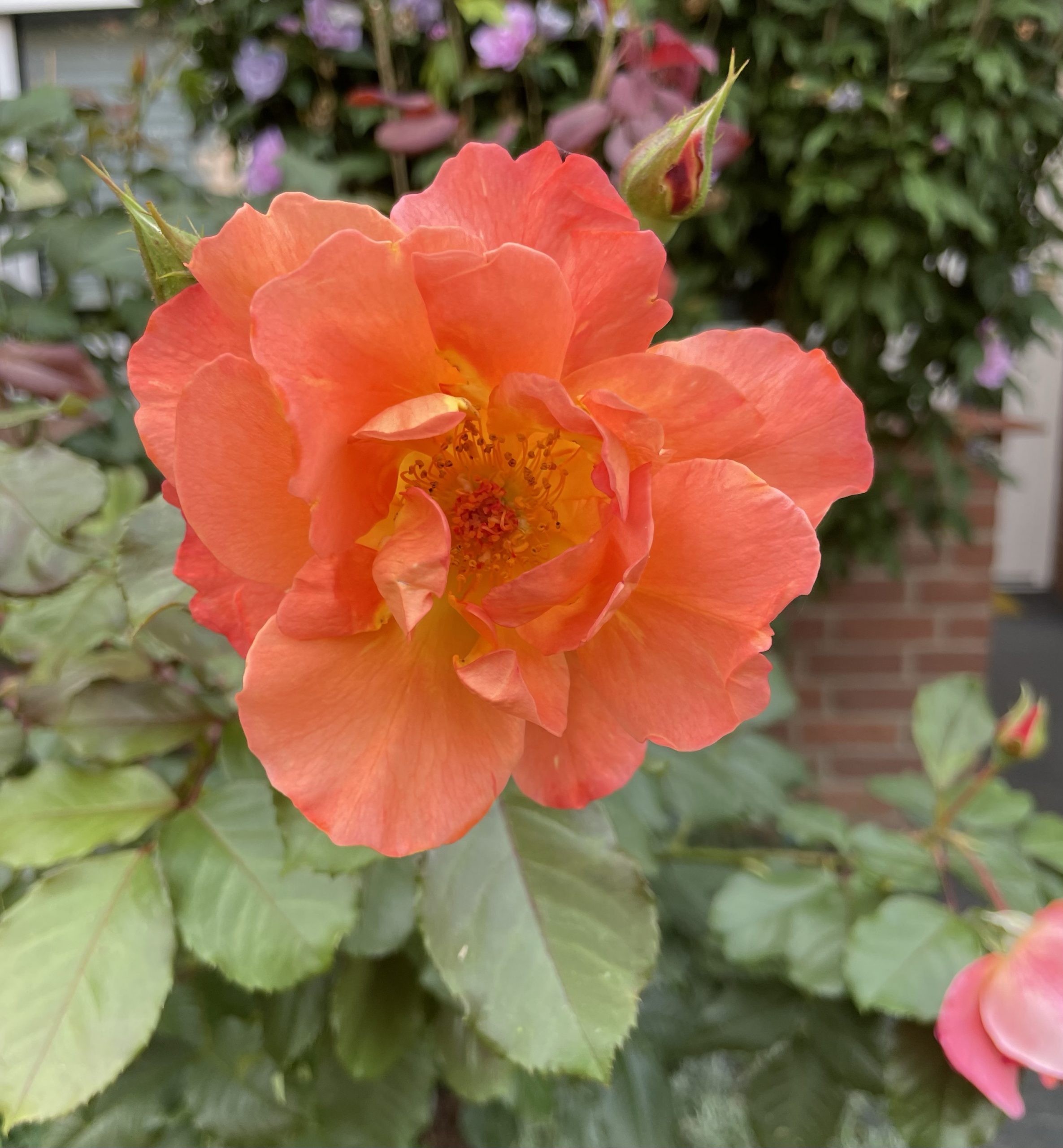Orangene Rosenblüte im Vorgarten.