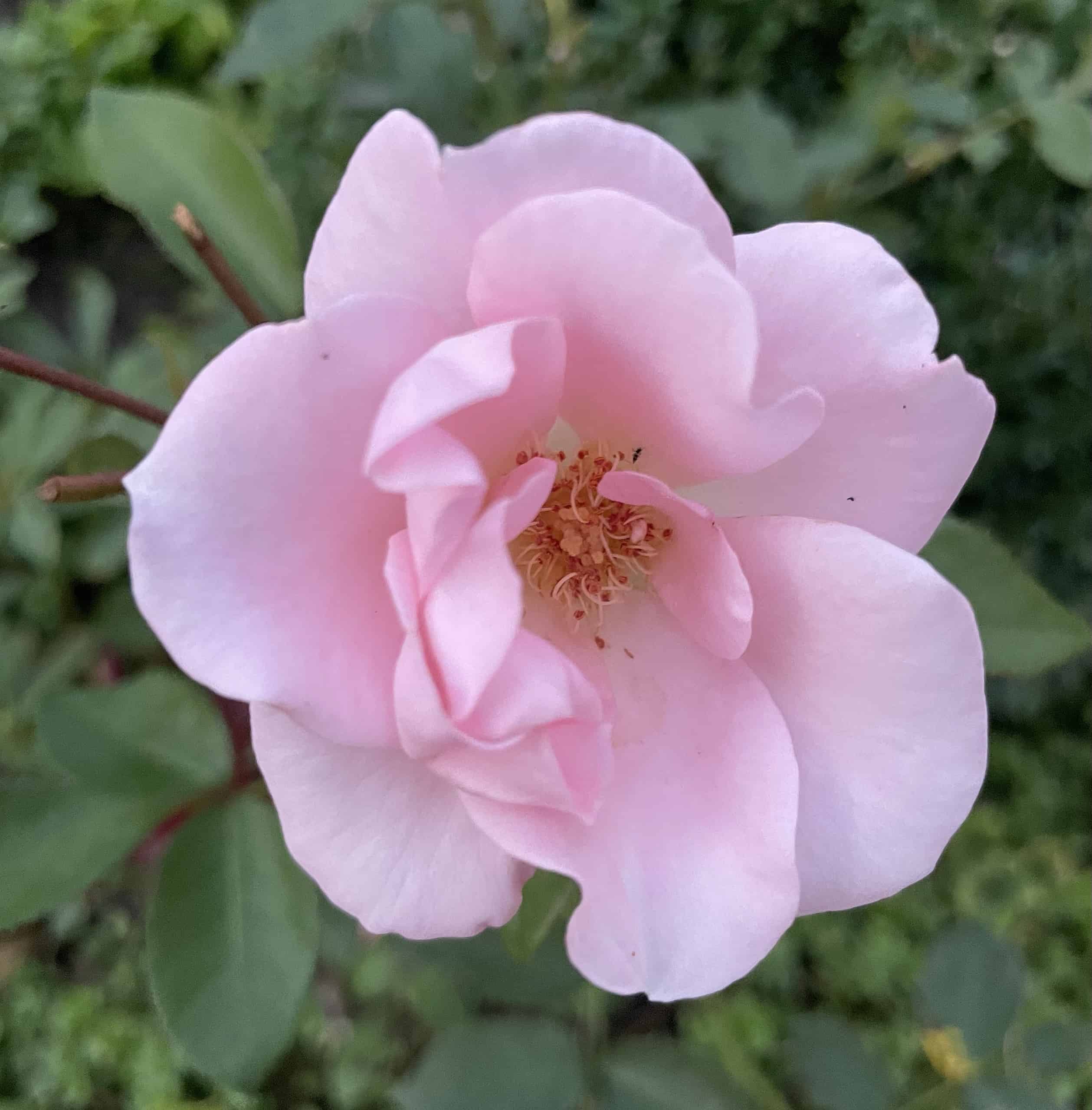rosa Roseblüte