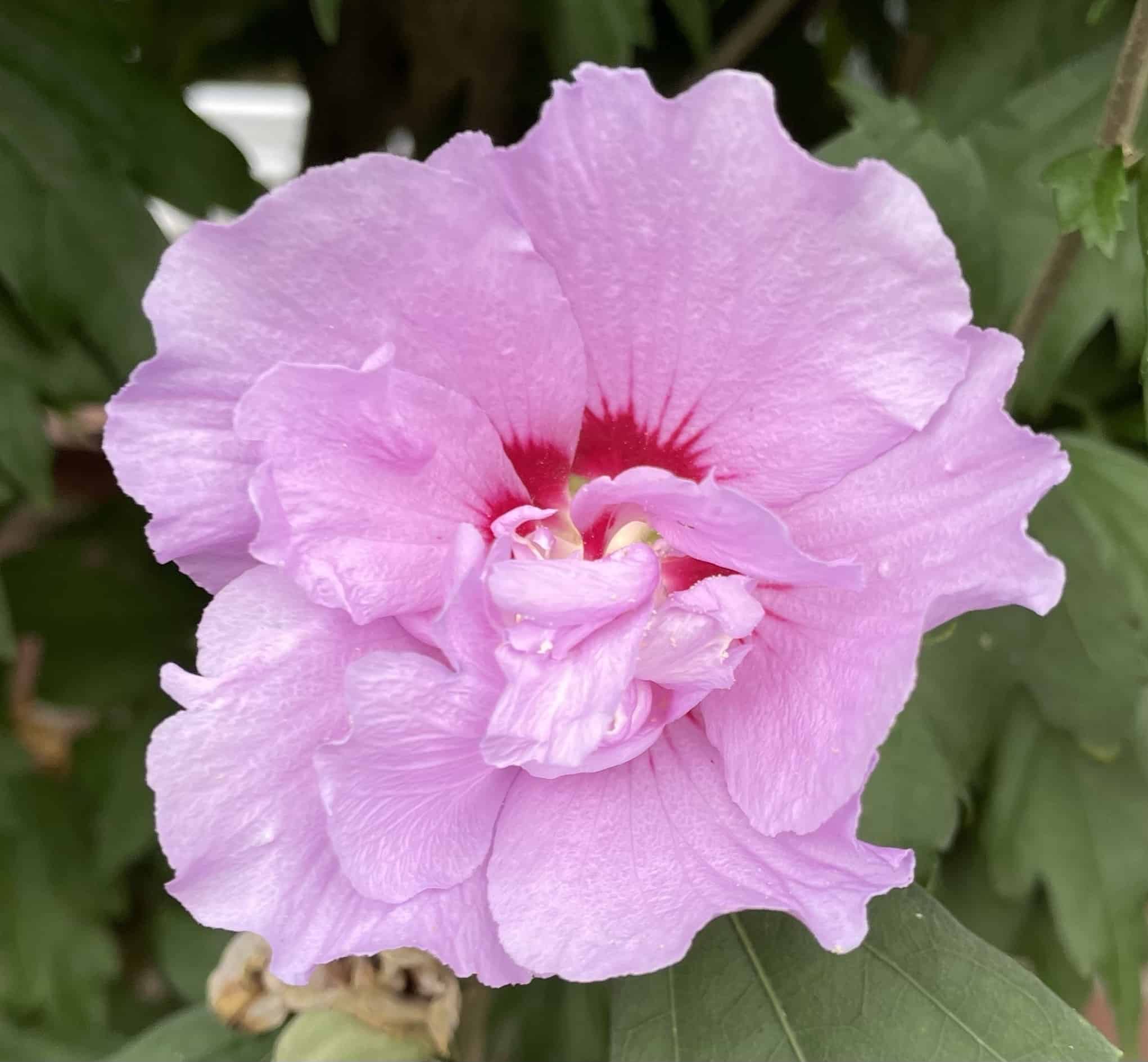 rosa blühende Blume