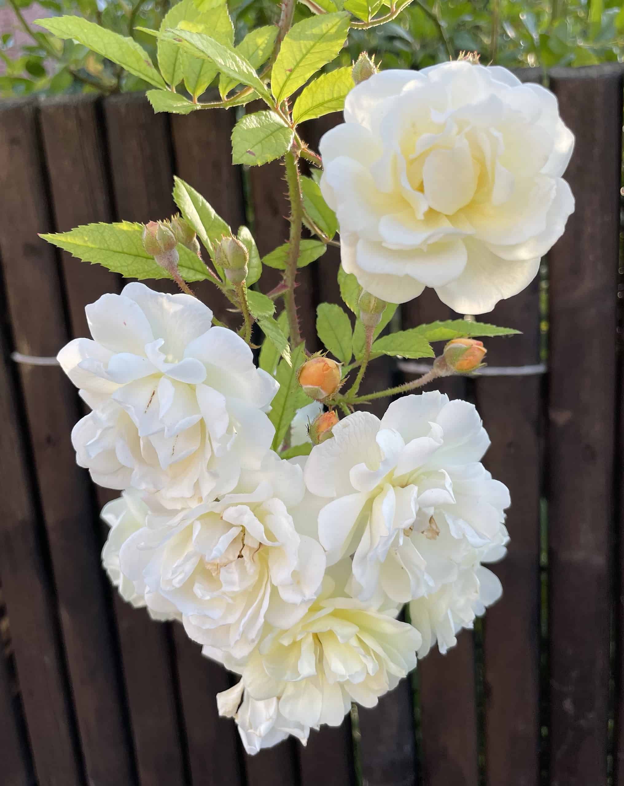 Büschel weiße Rosen am Steauch vor braunen Holzzaun.