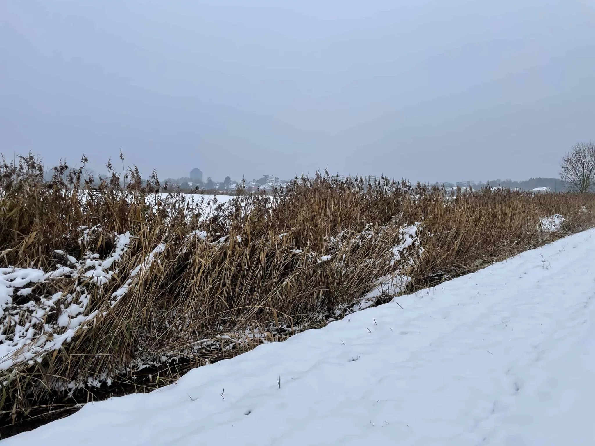 Verschneite Winterlandschaft, rechts Sträucher, Mitte nach rechts der verschneite Weg.
