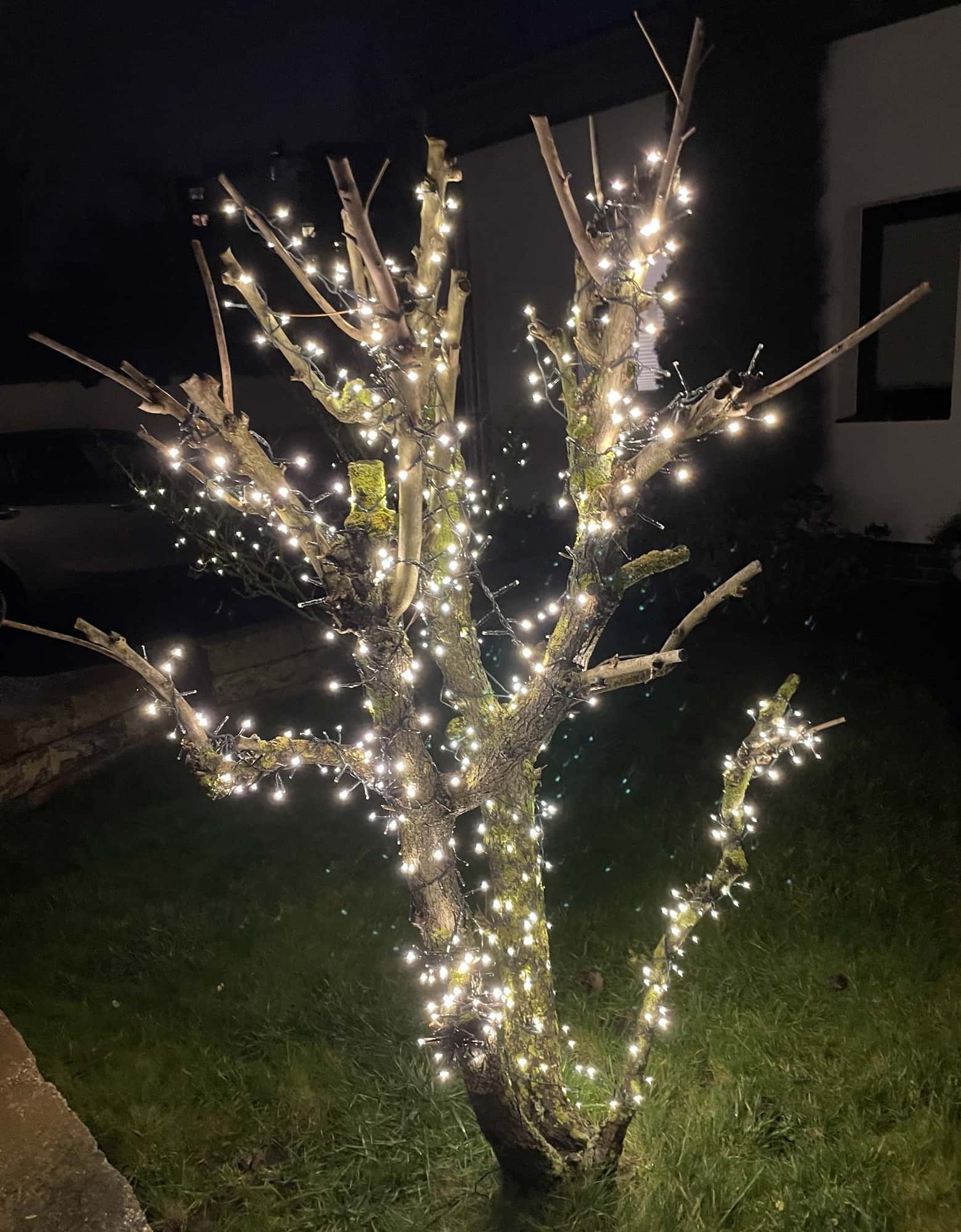 Kleiner Baum mut Weihnachtsbeleuchtung.