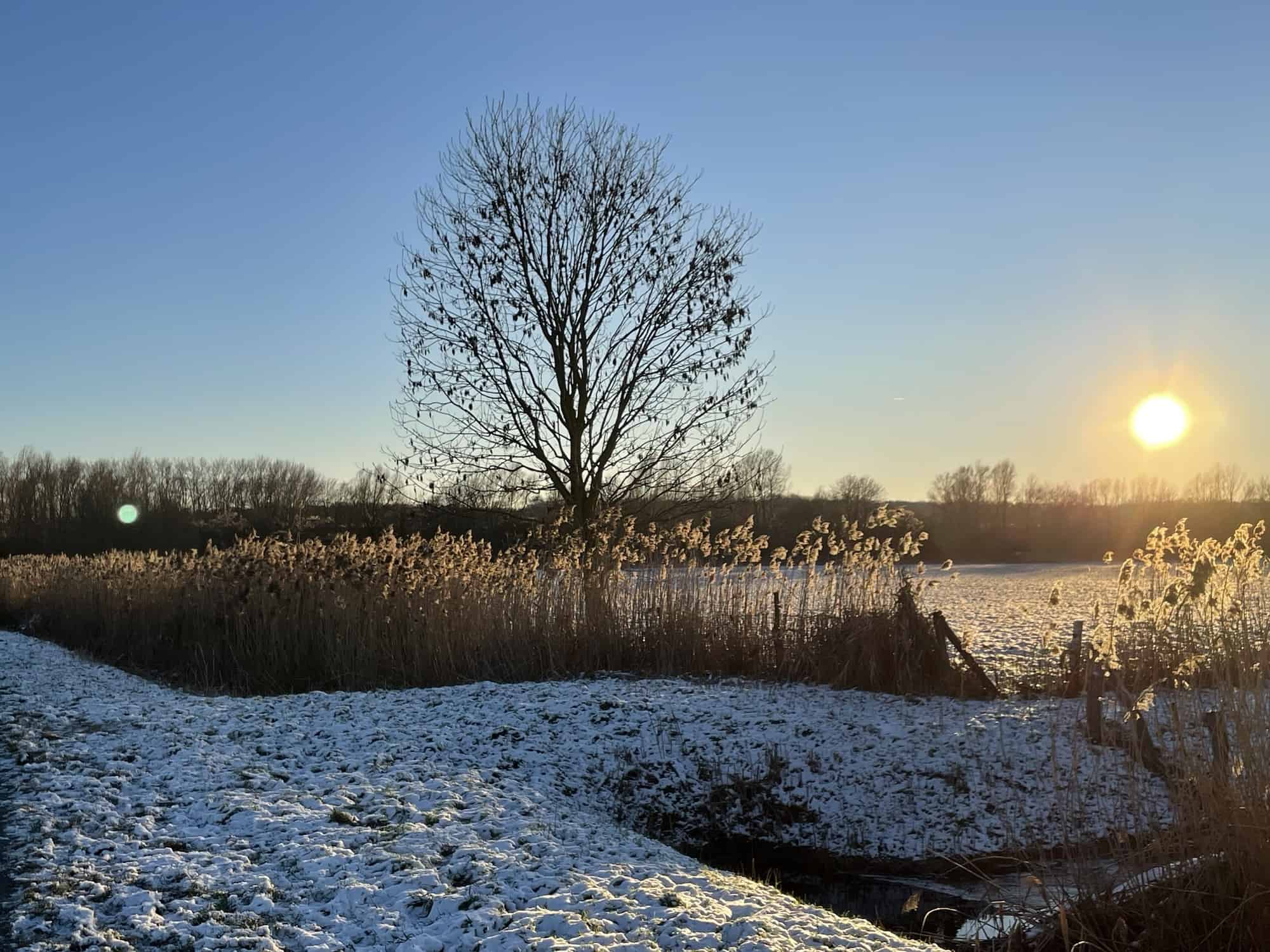 Winterlandschaft mit Baum und strahlendr, tief hängender Sonne.