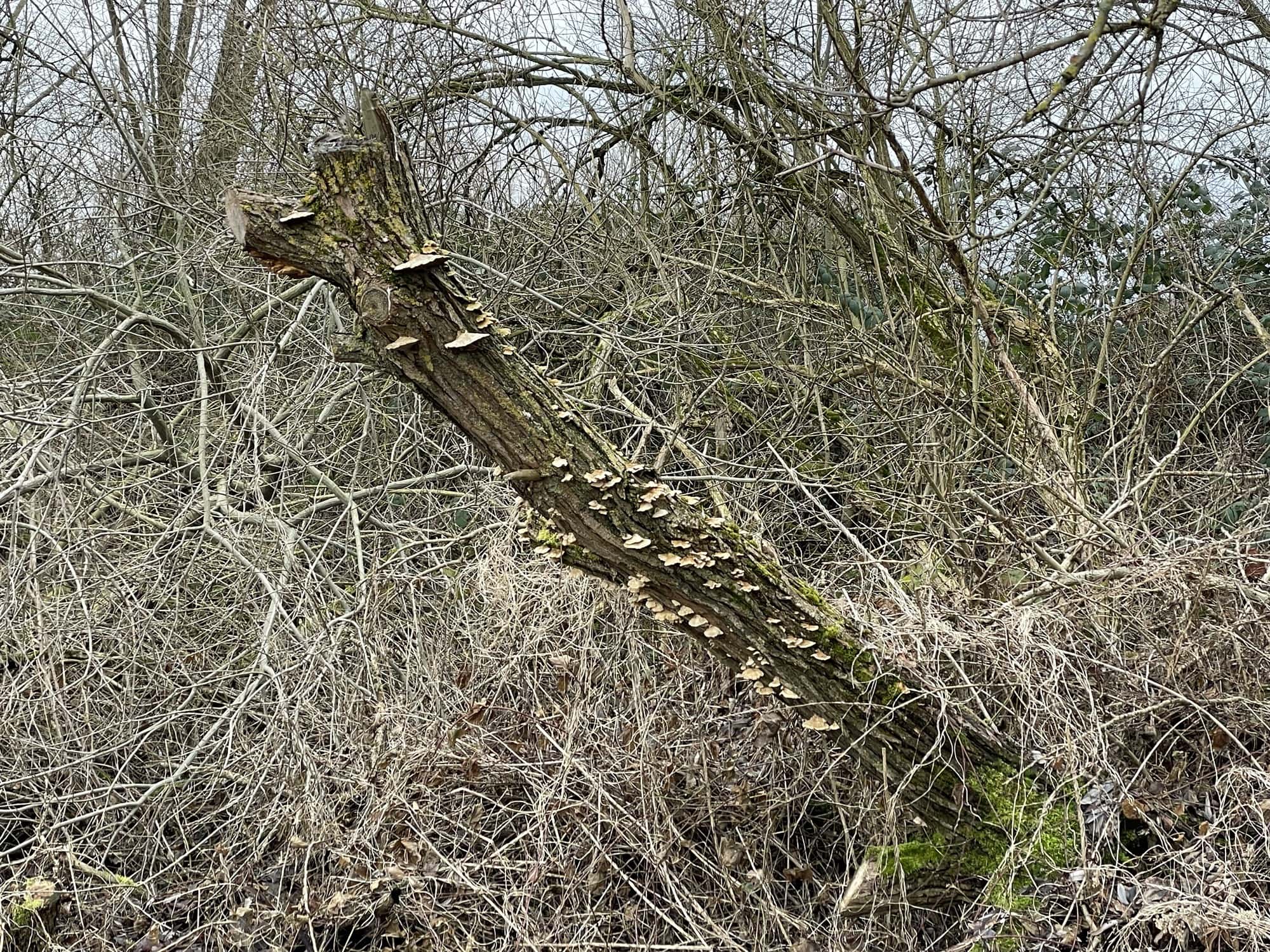 Schröger Baumstamm mit Baumpilzen in einem Gestrüppunterhokz.