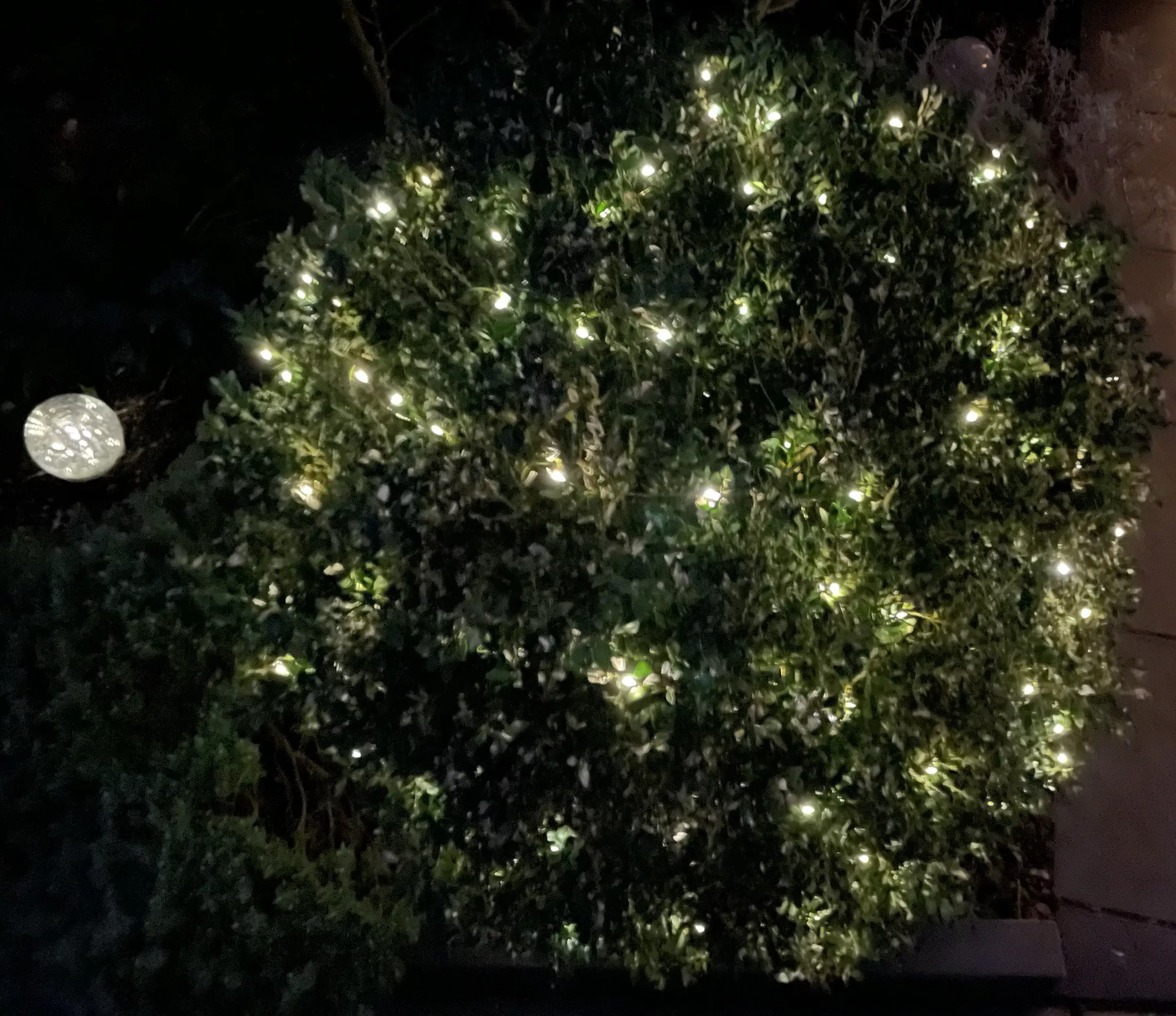 Im Dunkeln der runde Buchsbaum mit Lichterkette, links davon eine runde leuchtende Glaskugel.