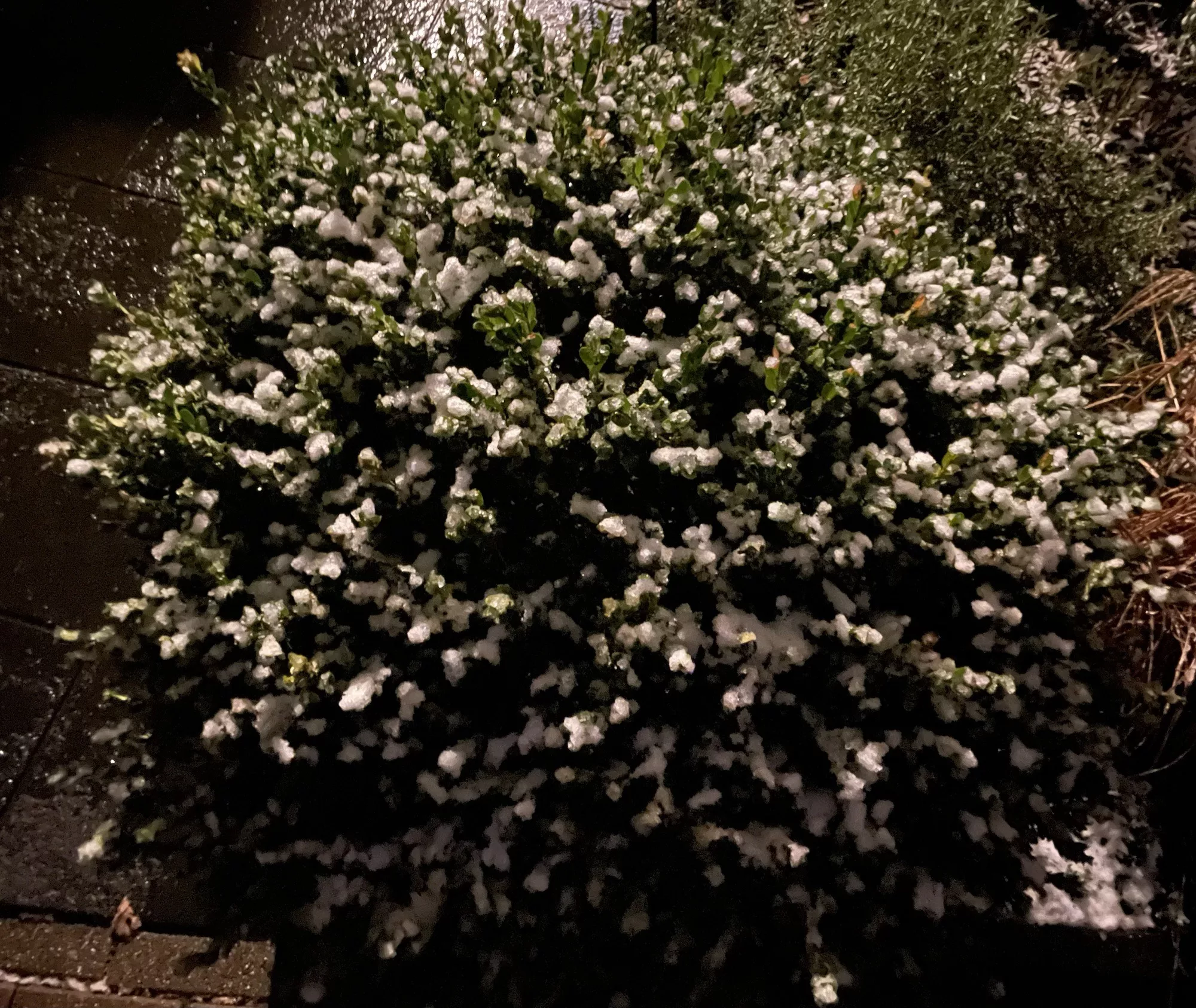 Leicht eingeschneiter Buchsbaum heute Abend.