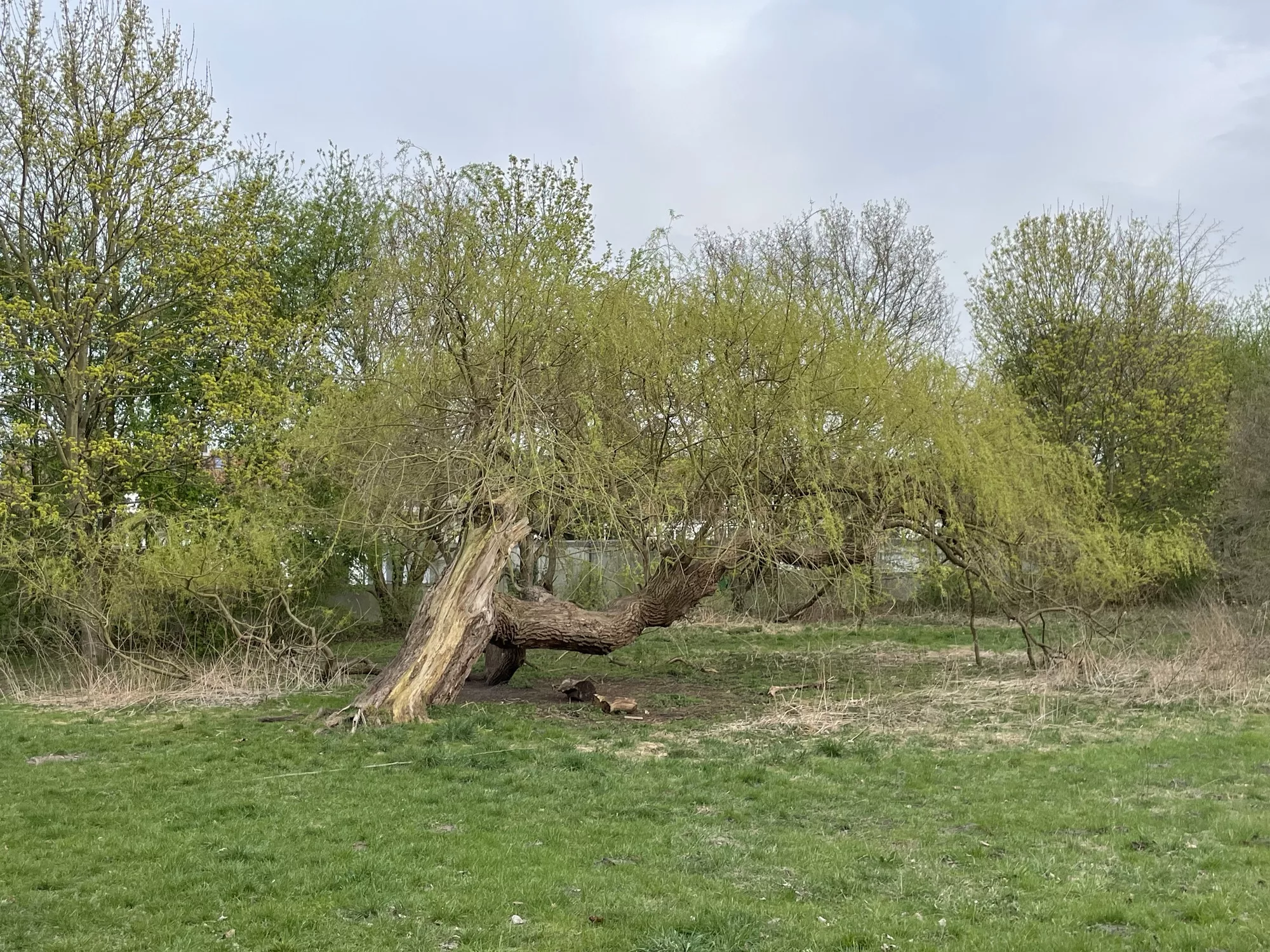 Bild aus April 2022 zeigt den agilen, schrägen Baum.