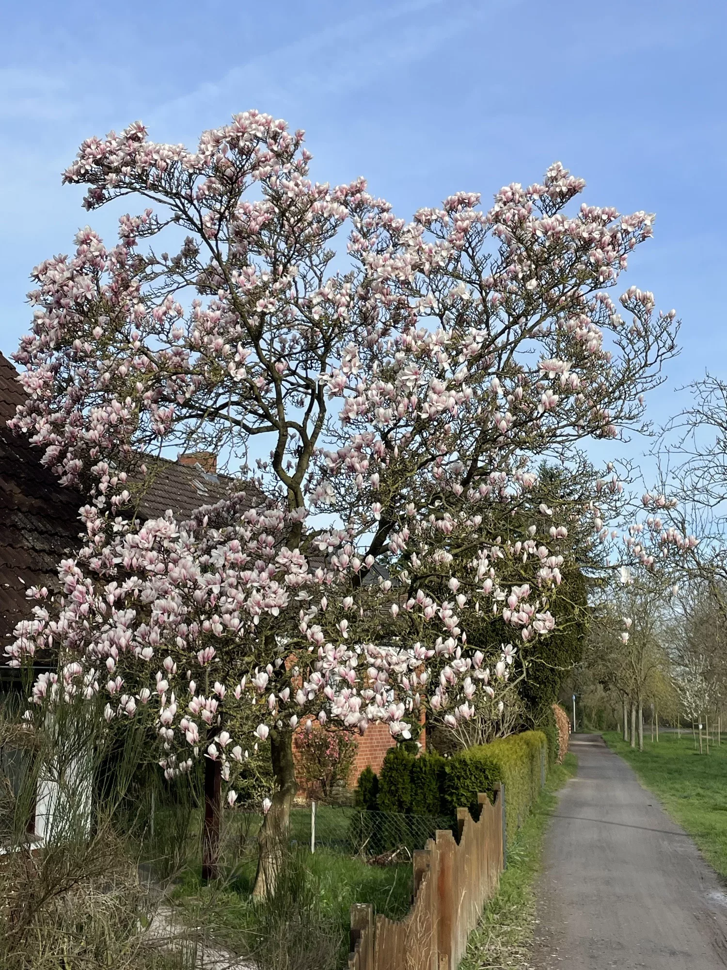 Wei-rosa blühender Tulpenbaum in voller Pracht.