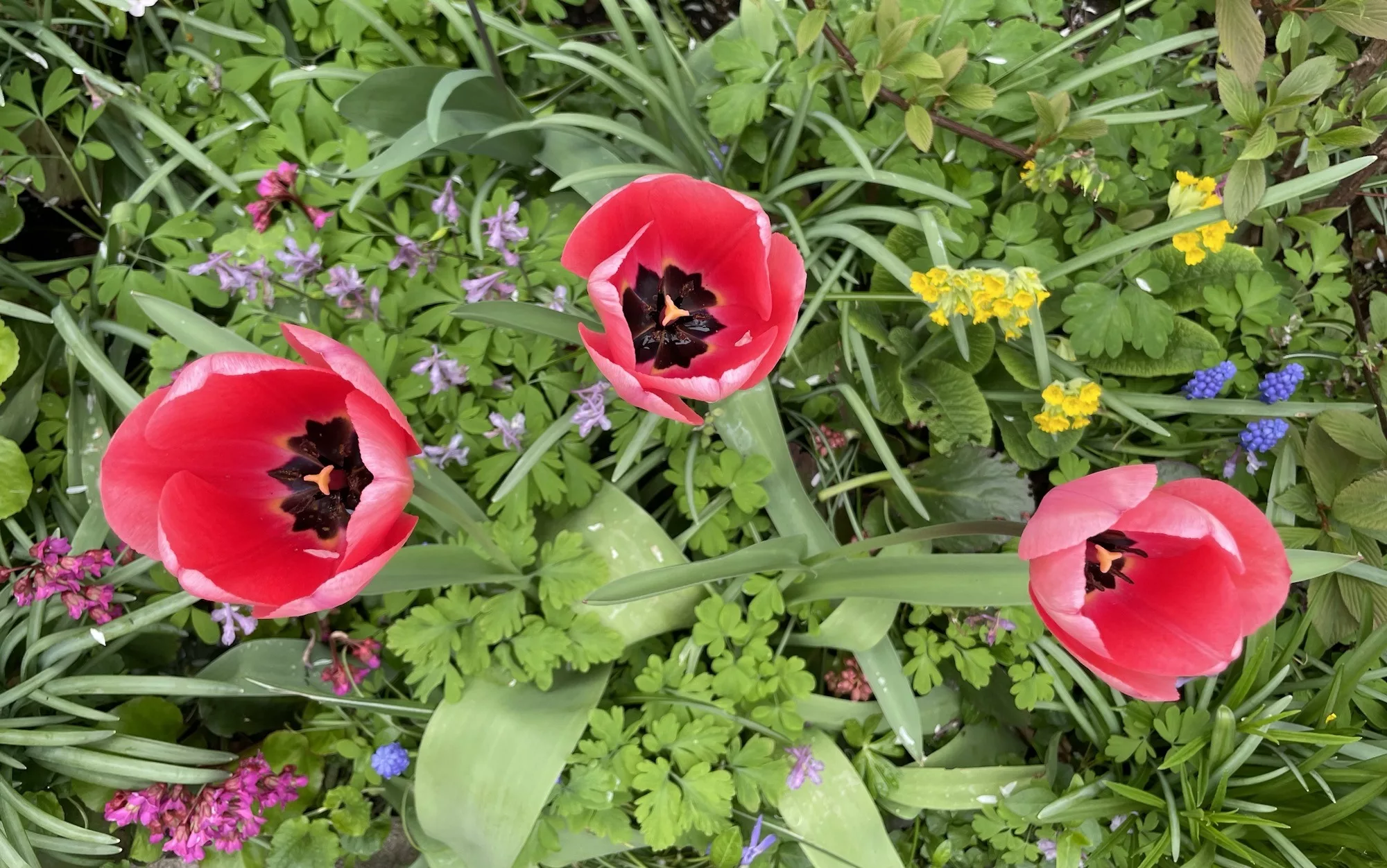 Blumenbeet mit drei roten Tulpen.