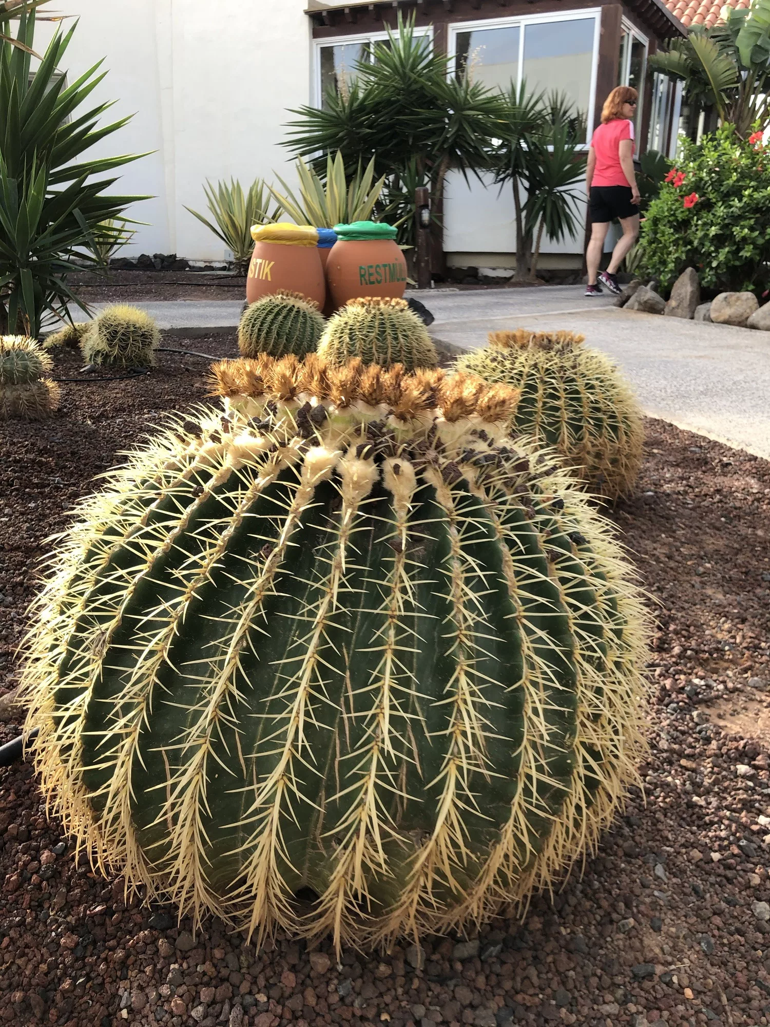 Ein Schiegermutterdtuhl-Kaktus in groß.