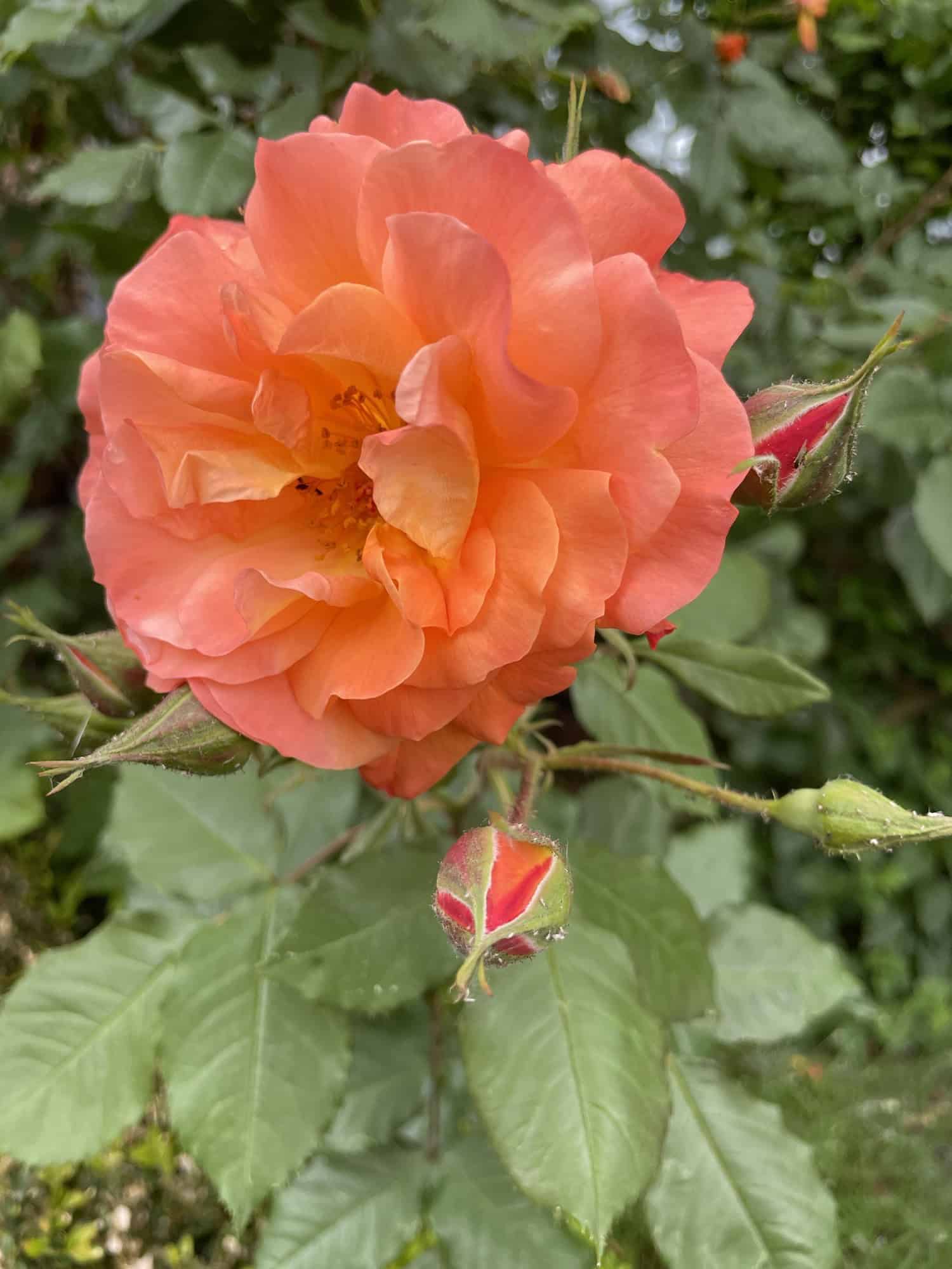 Eine rosaorange blühende Westerlanrose am Strauch.