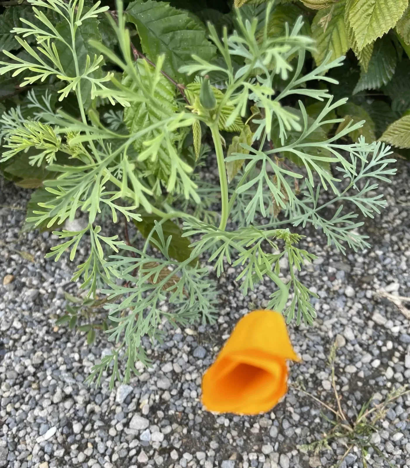 Blume am Wegesrand mit orangenen Blüten.
