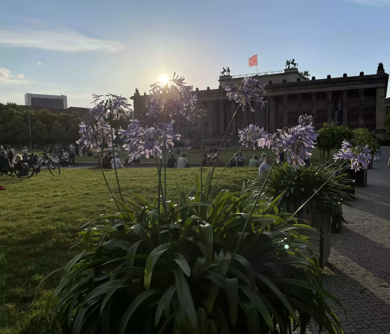 Wiese und hellrosa Blumen im Vordergrund mit Zuhörern bei Musik vorm Alten Museum, Museumsinsel Berlin