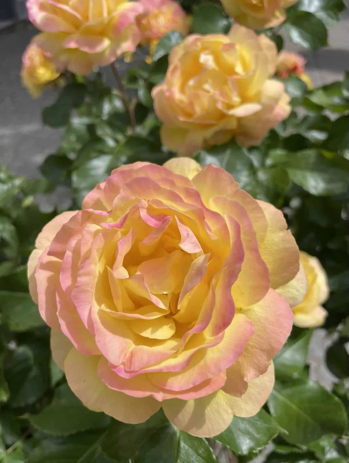 Gelbe Rose mit rosa Blütenrändern.