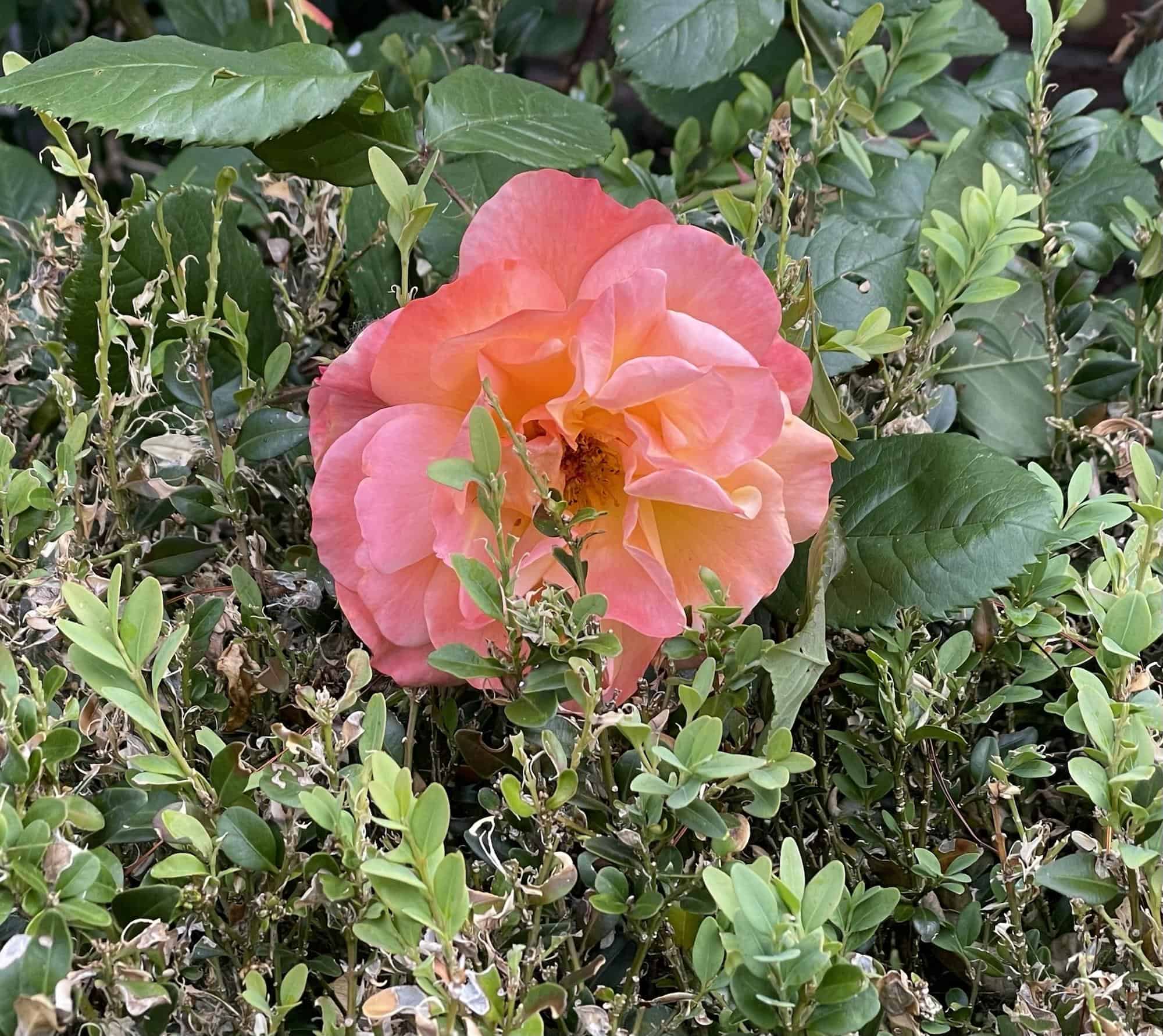 Rosefarbene Westerlandrose auf Buchsbaumbusch.