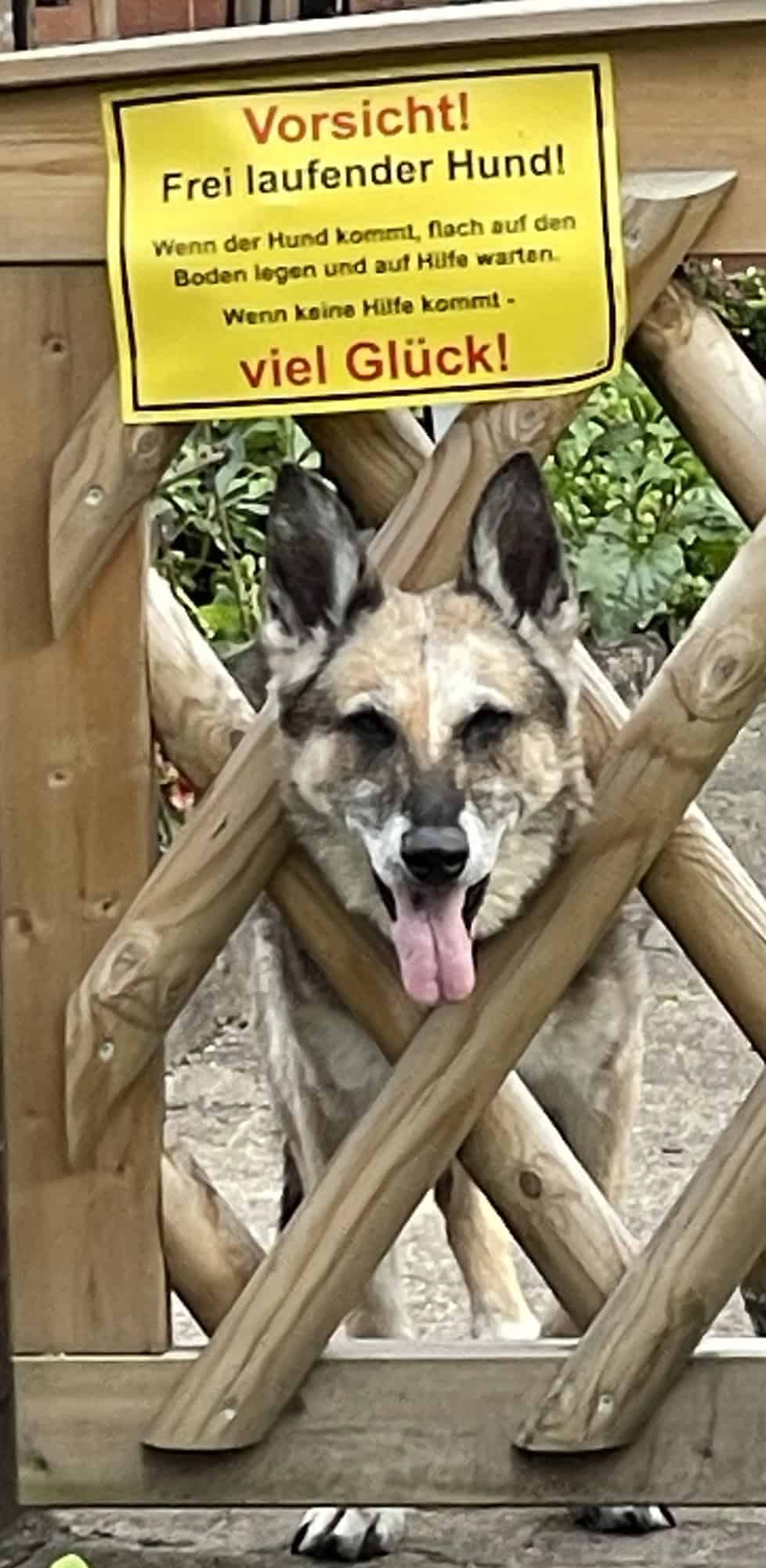 Jögerzauntür mit Schäferhund, der den kopf durch das Holzgitter steckt siwie Hundewarndchikd an der Tpr.