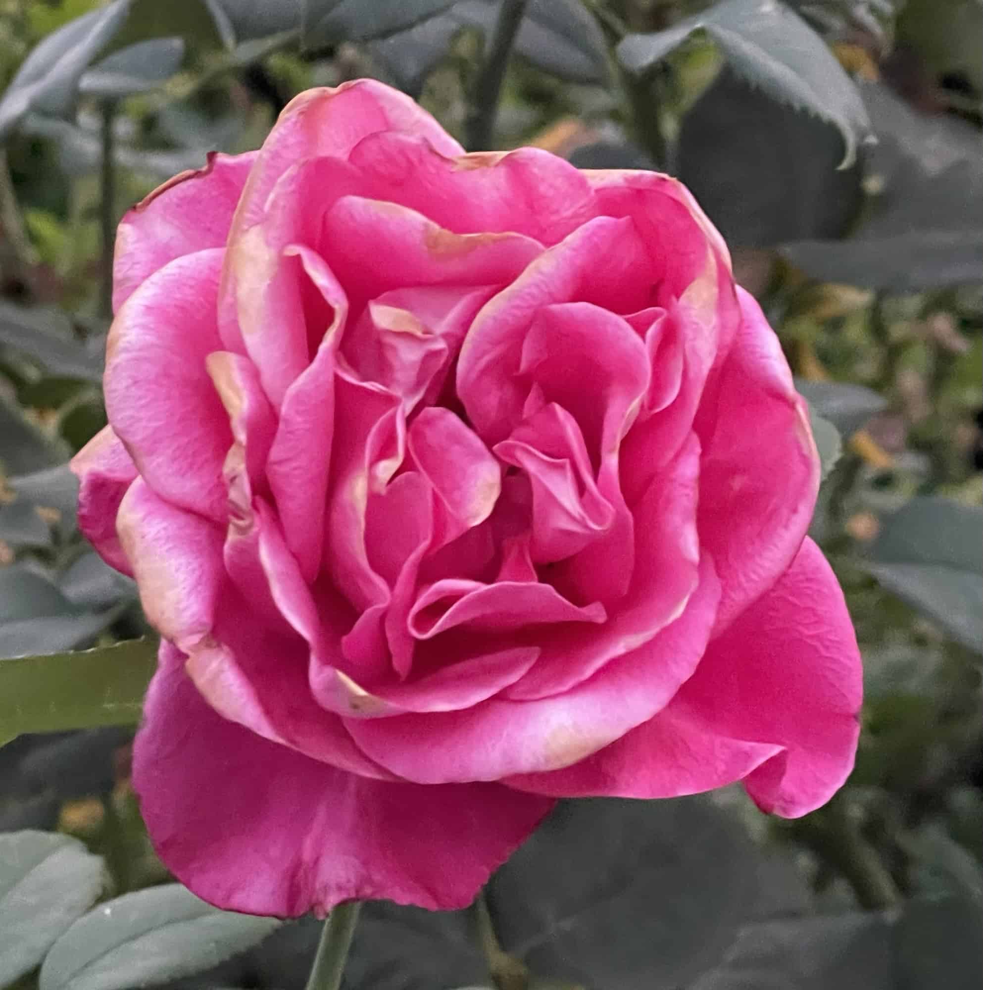 Rosafarbene Rosenblüte mit grünen Blättern darum.