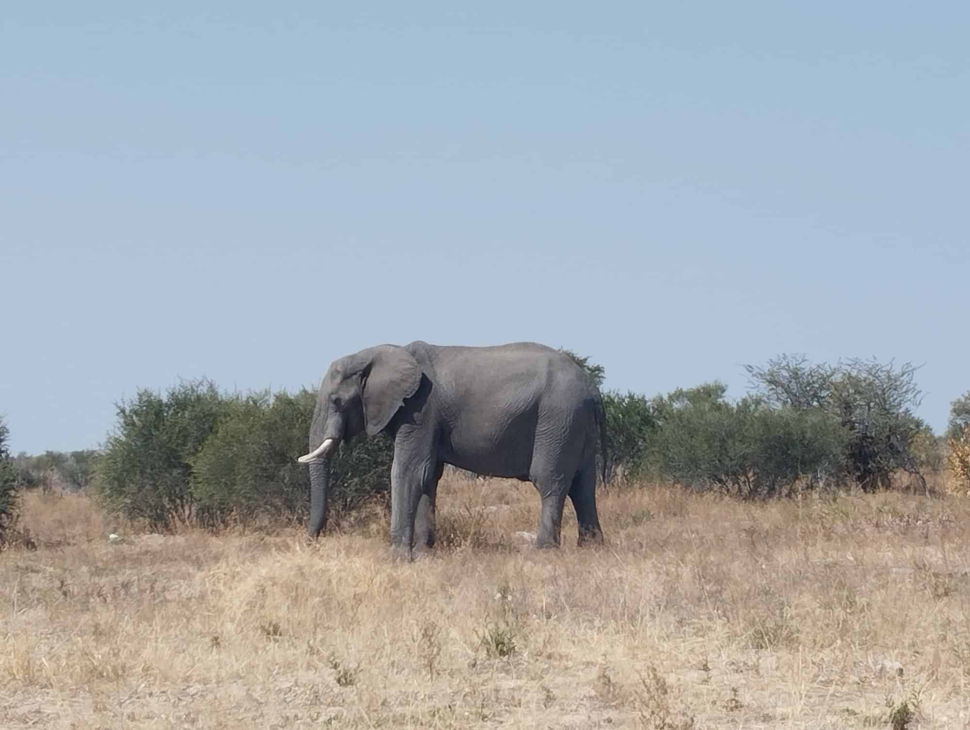 Elefant in der Savanne in Botswana