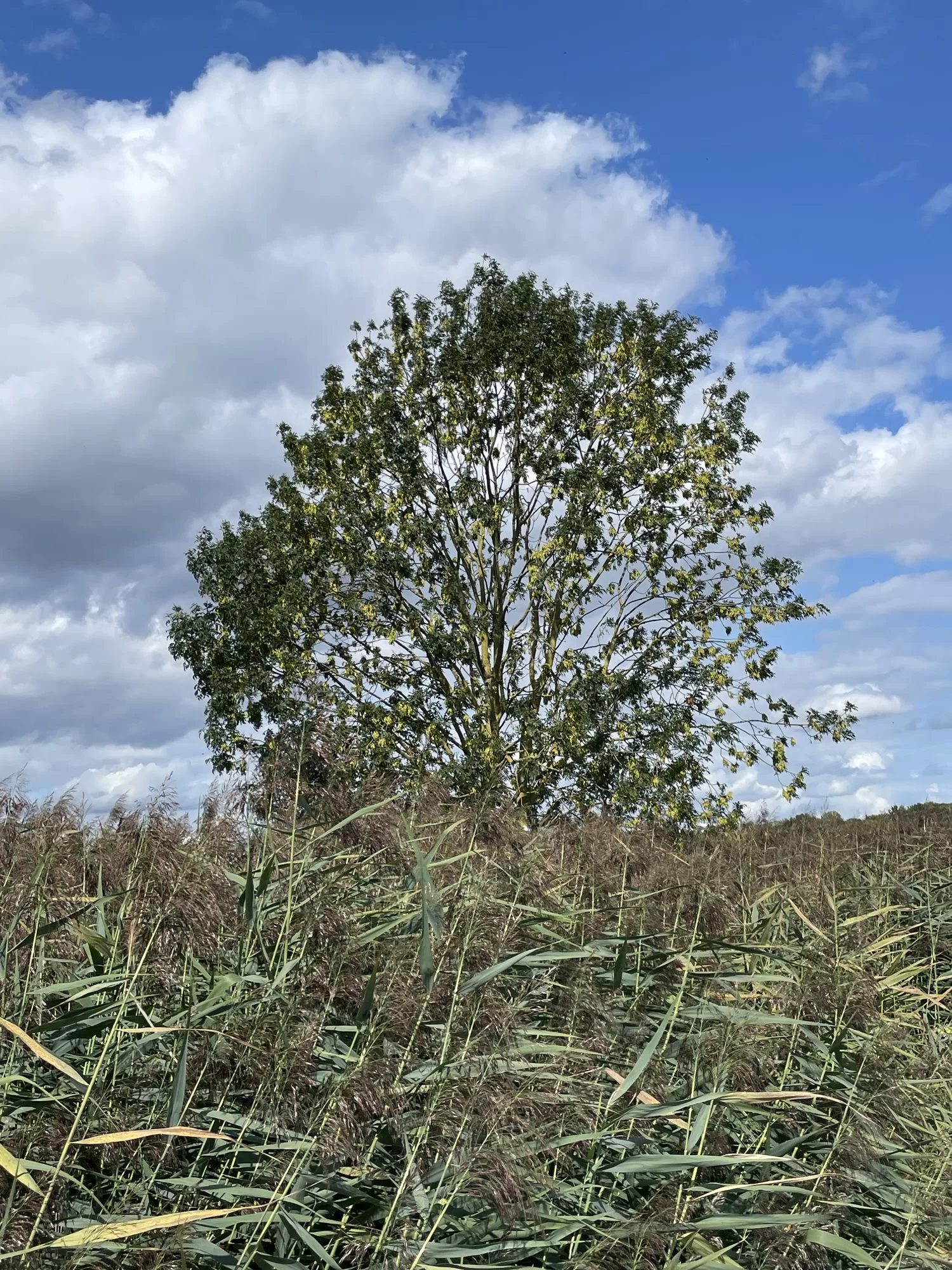 Grüner Laubbaum hinter grünen Sträuchern, dee wolkige Hinmel ist weiß-blau.