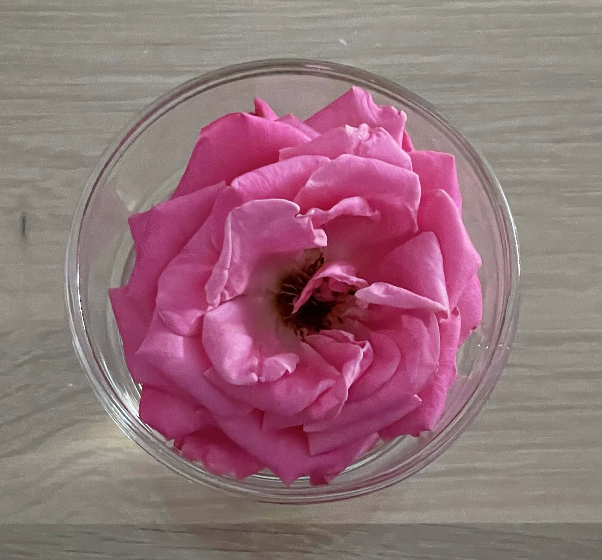 Rosa Rosenblüte scwimmt im Trinkglas auf Holztisch.